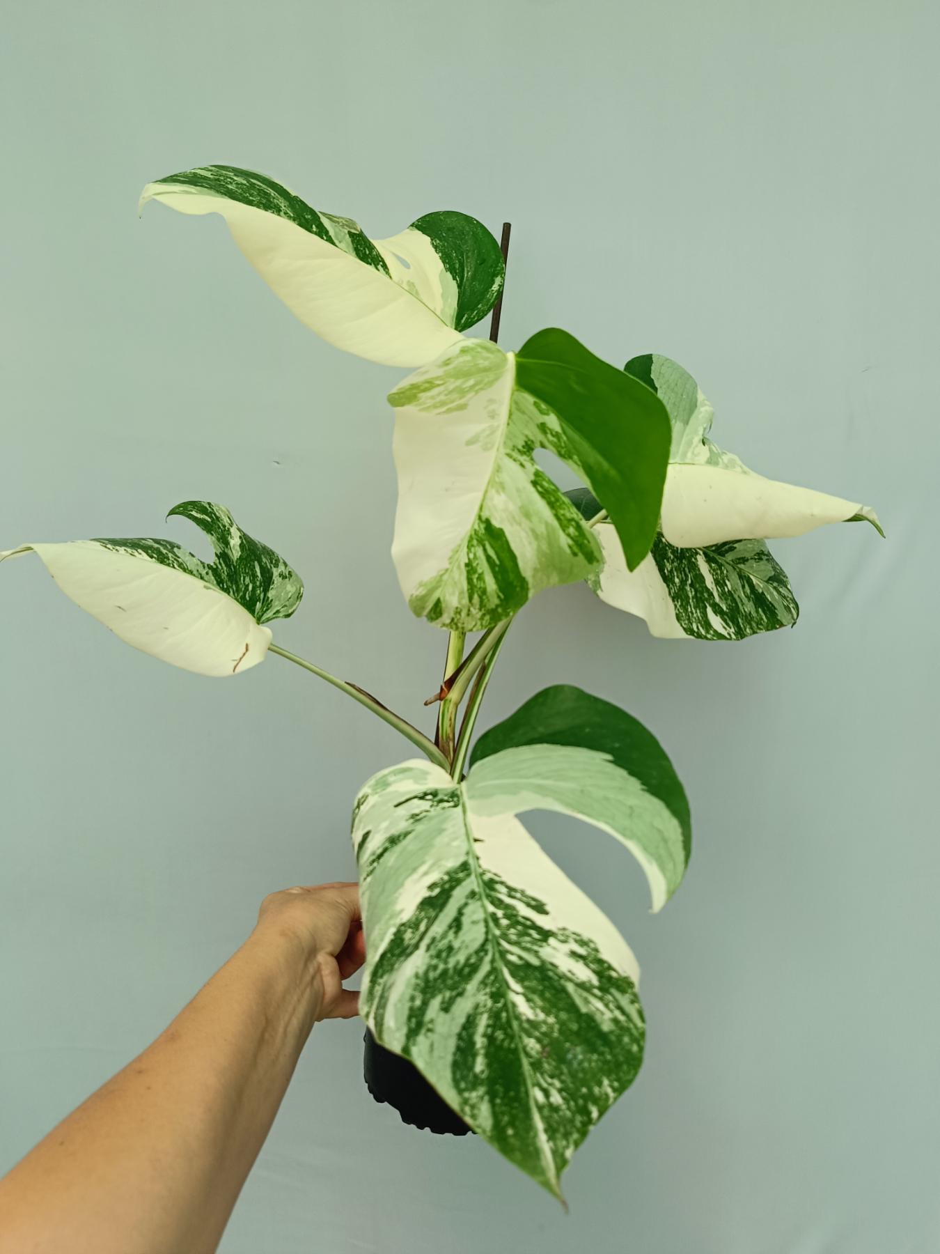 Monstera Albo Variegata