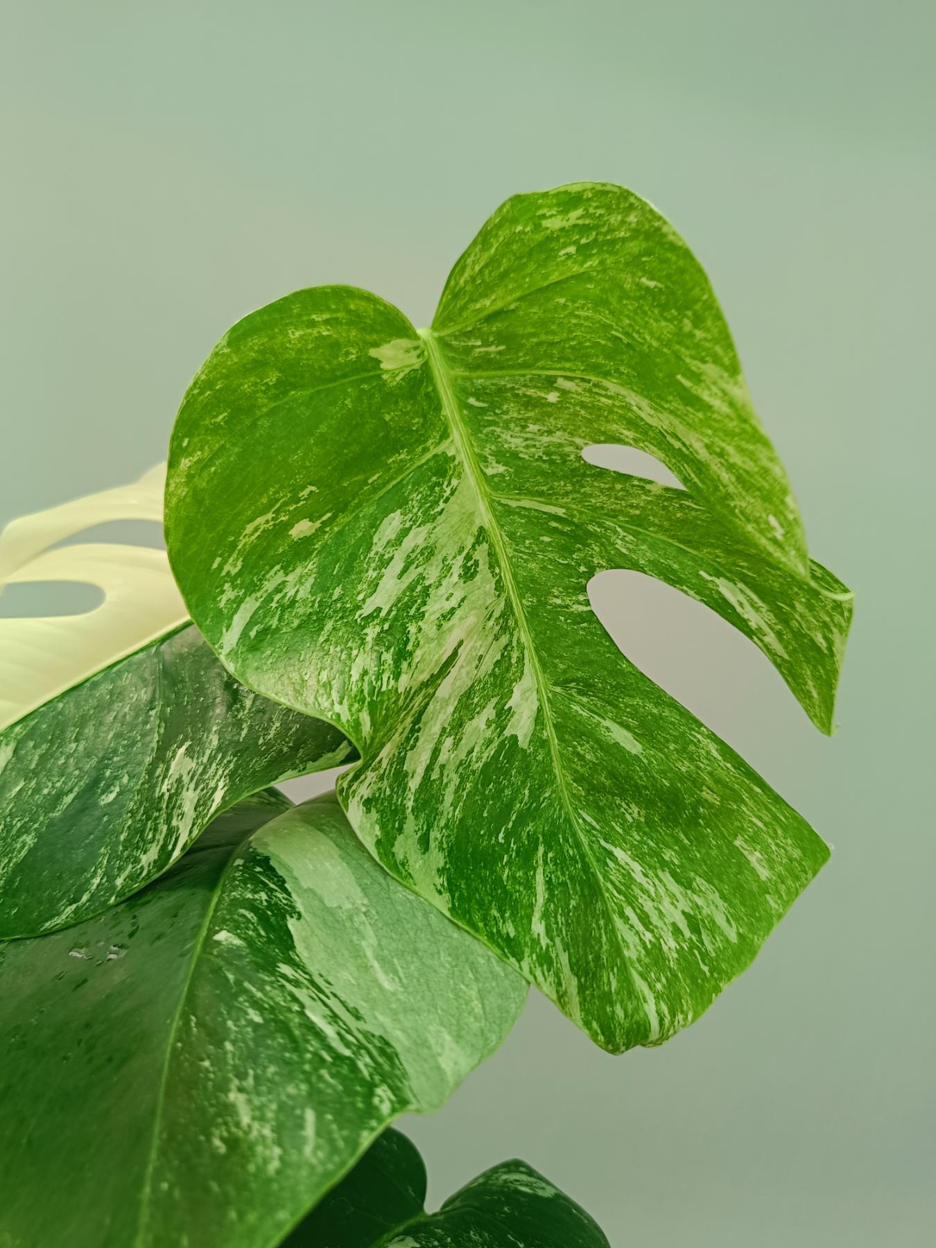 Monstera Albo Variegata