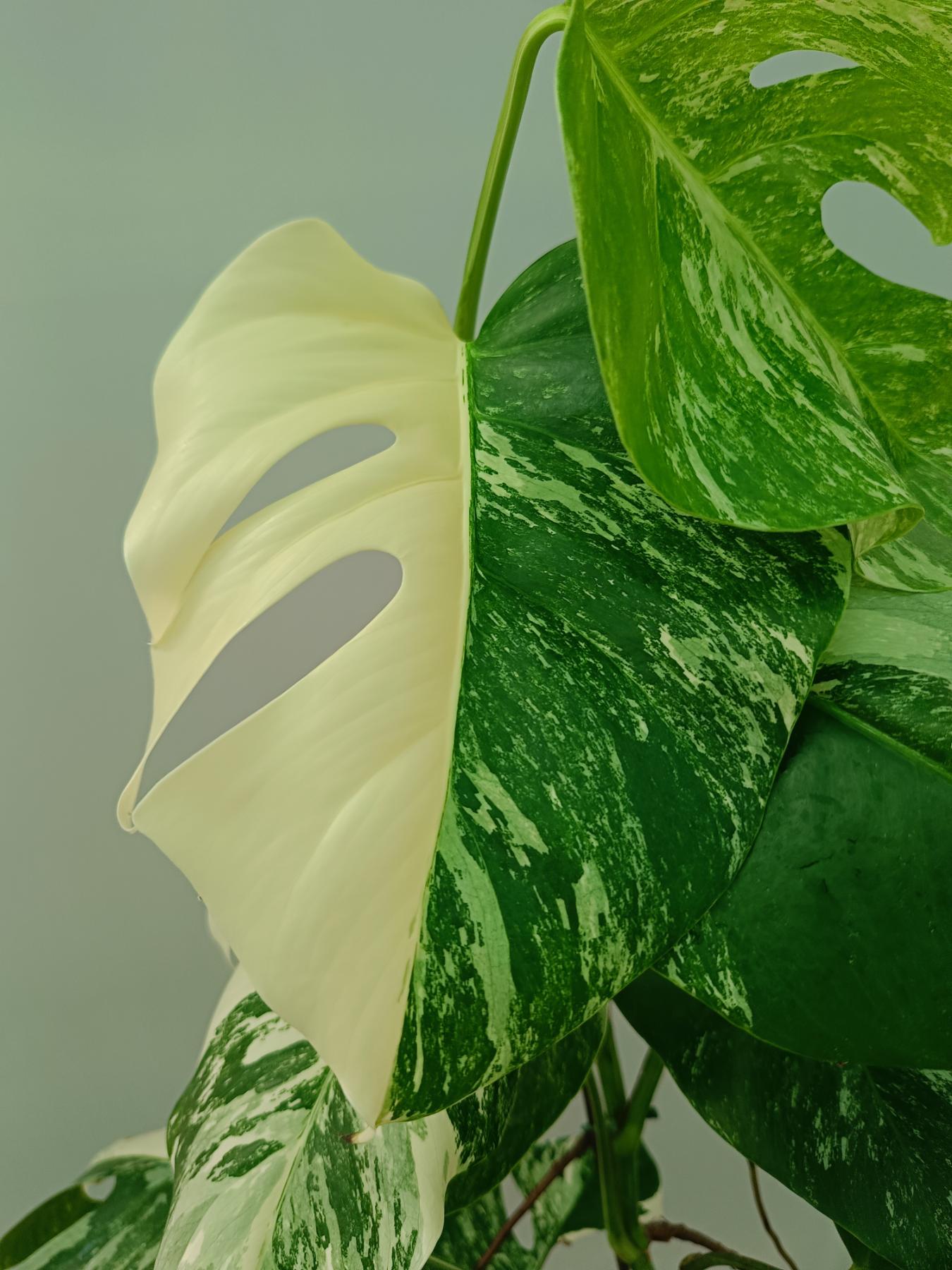 Monstera Albo Variegata