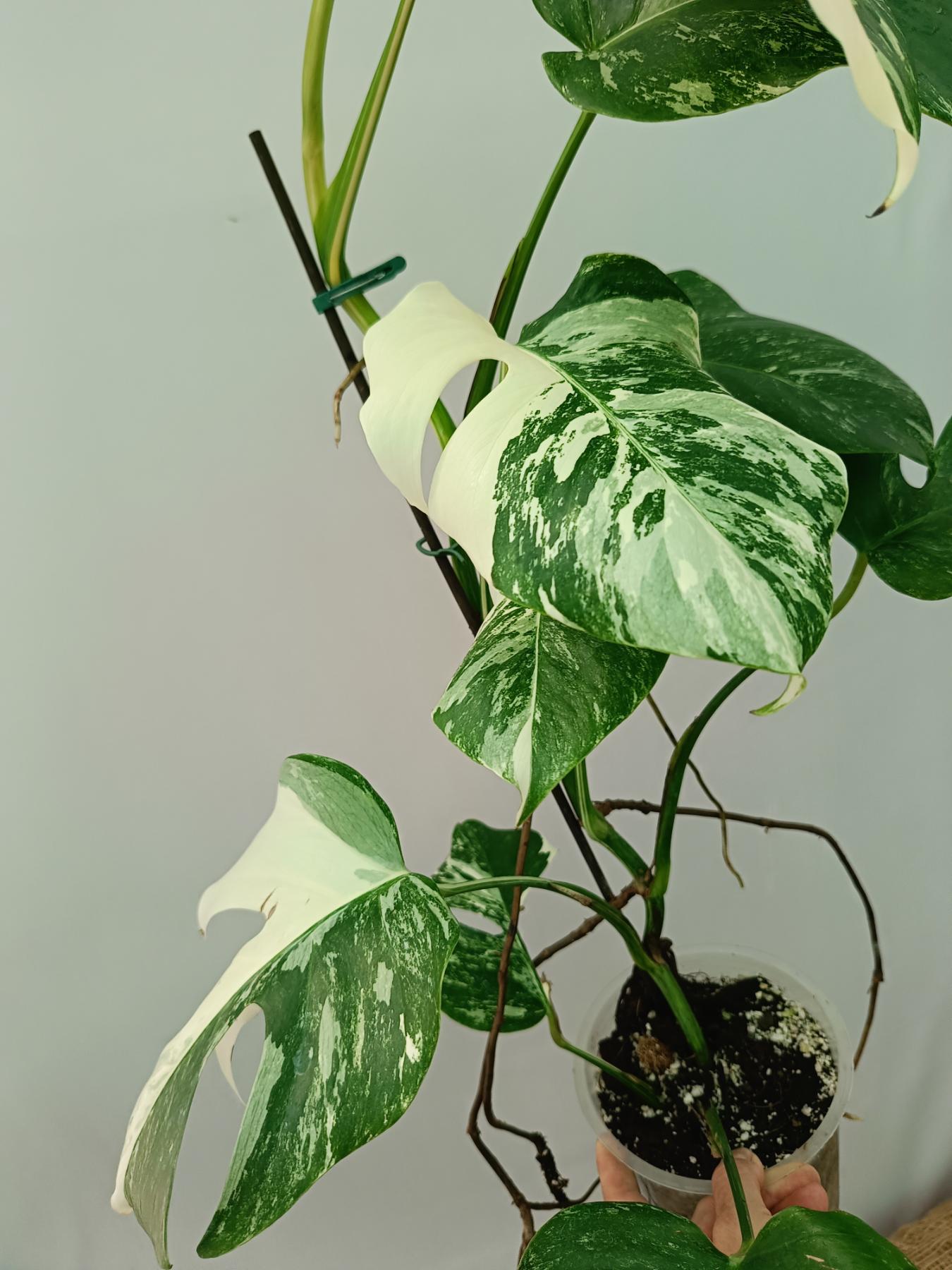 Monstera Albo Variegata