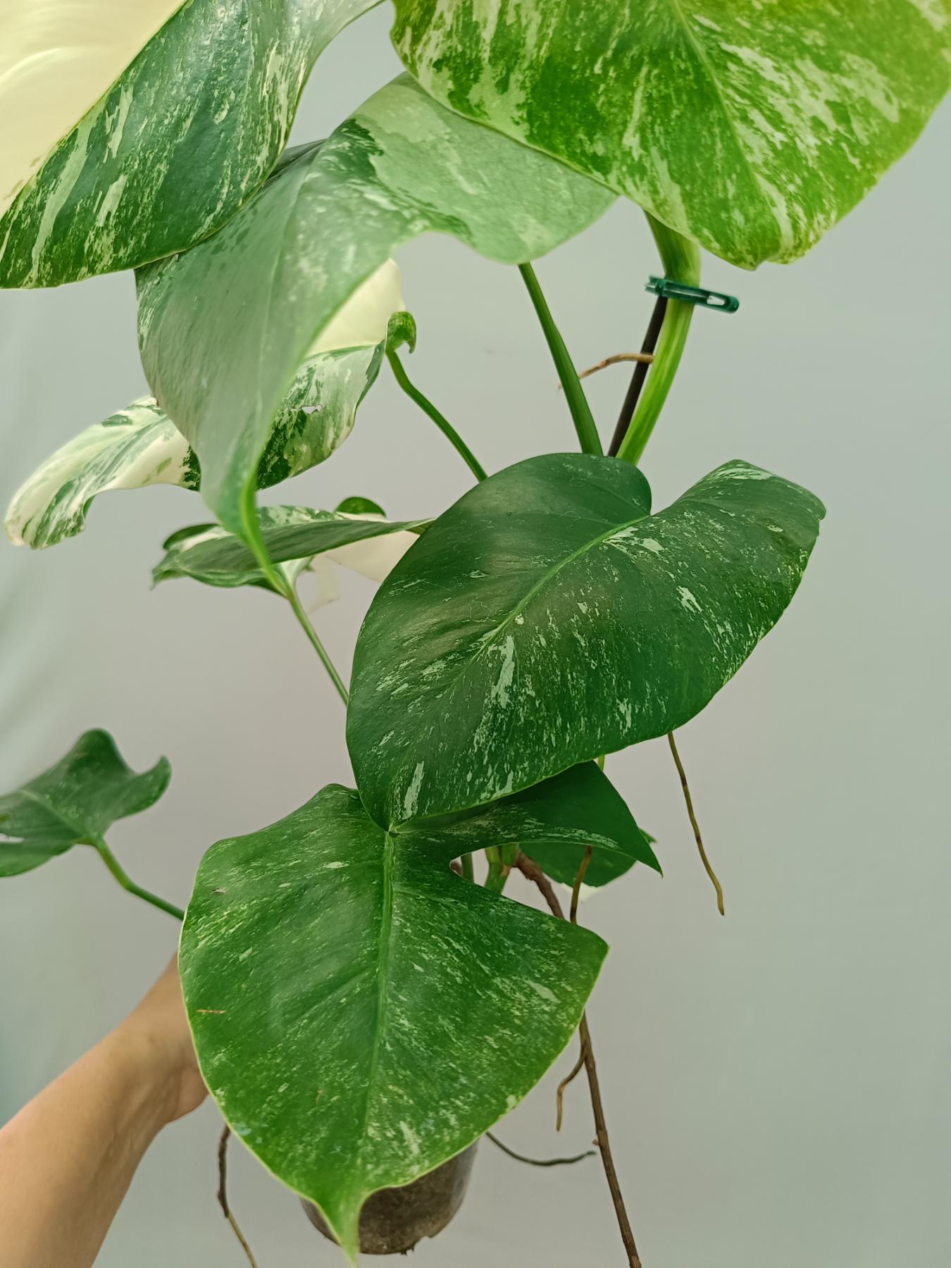 Monstera Albo Variegata