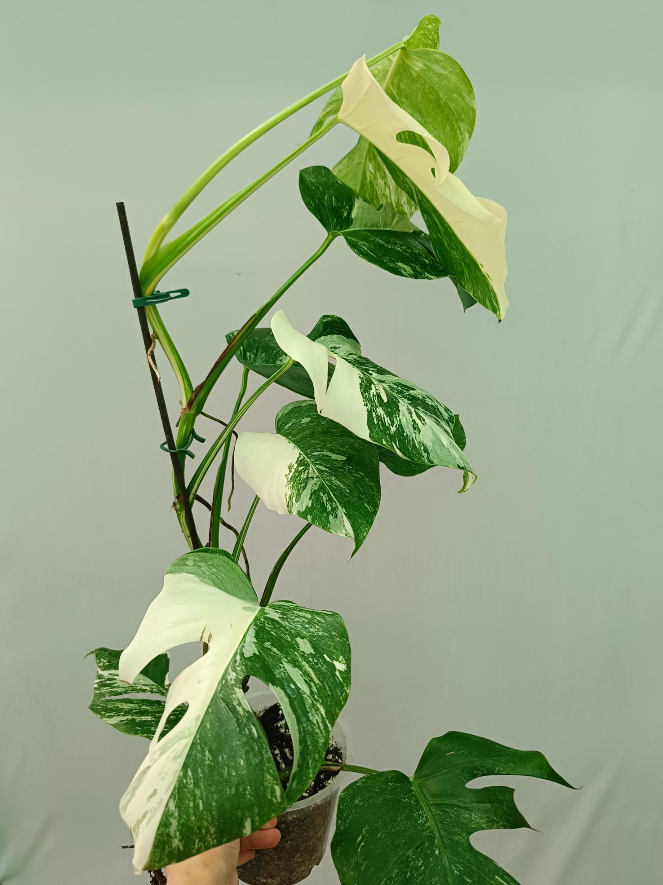 Monstera Albo Variegata