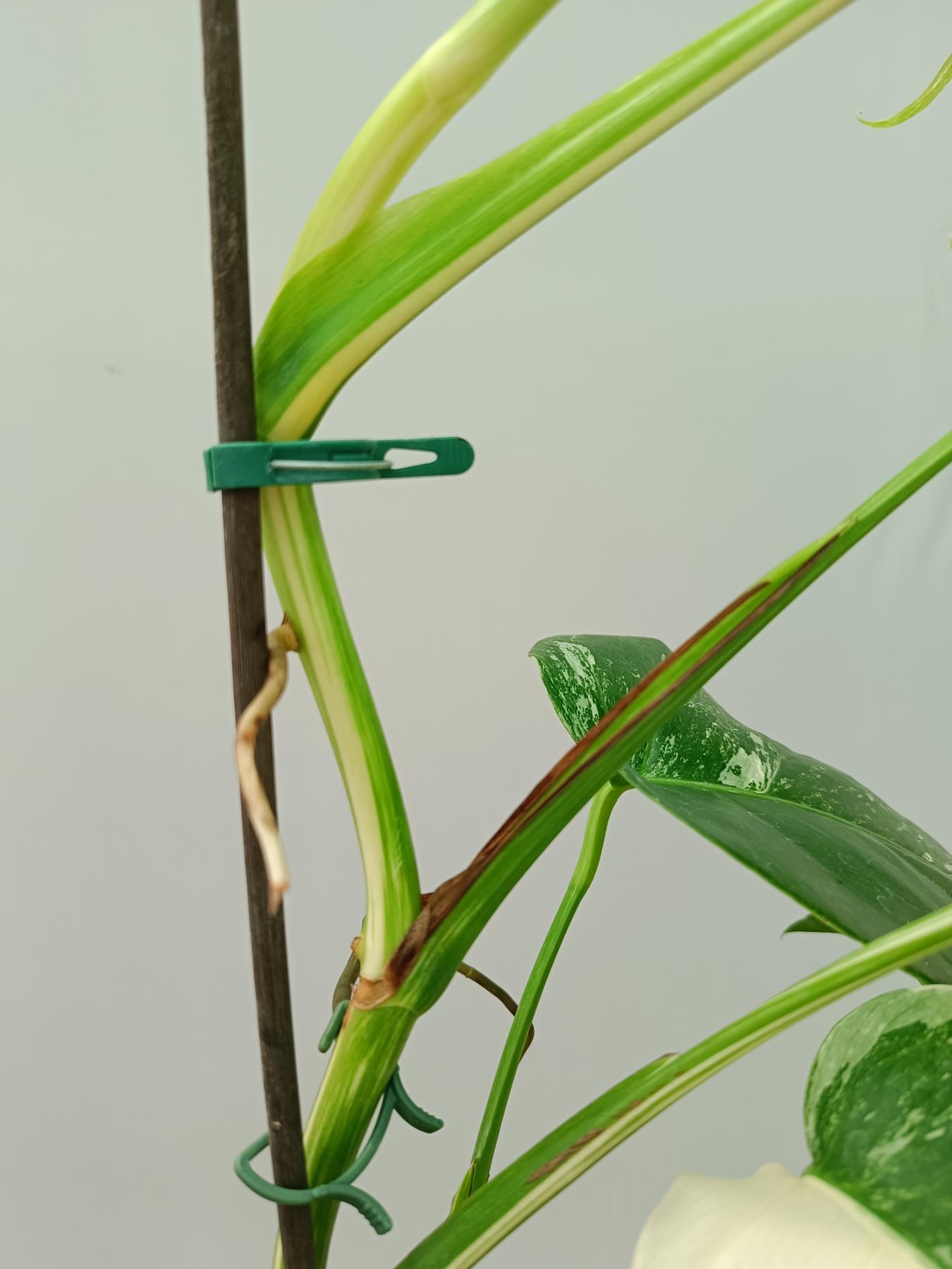 Monstera Albo Variegata