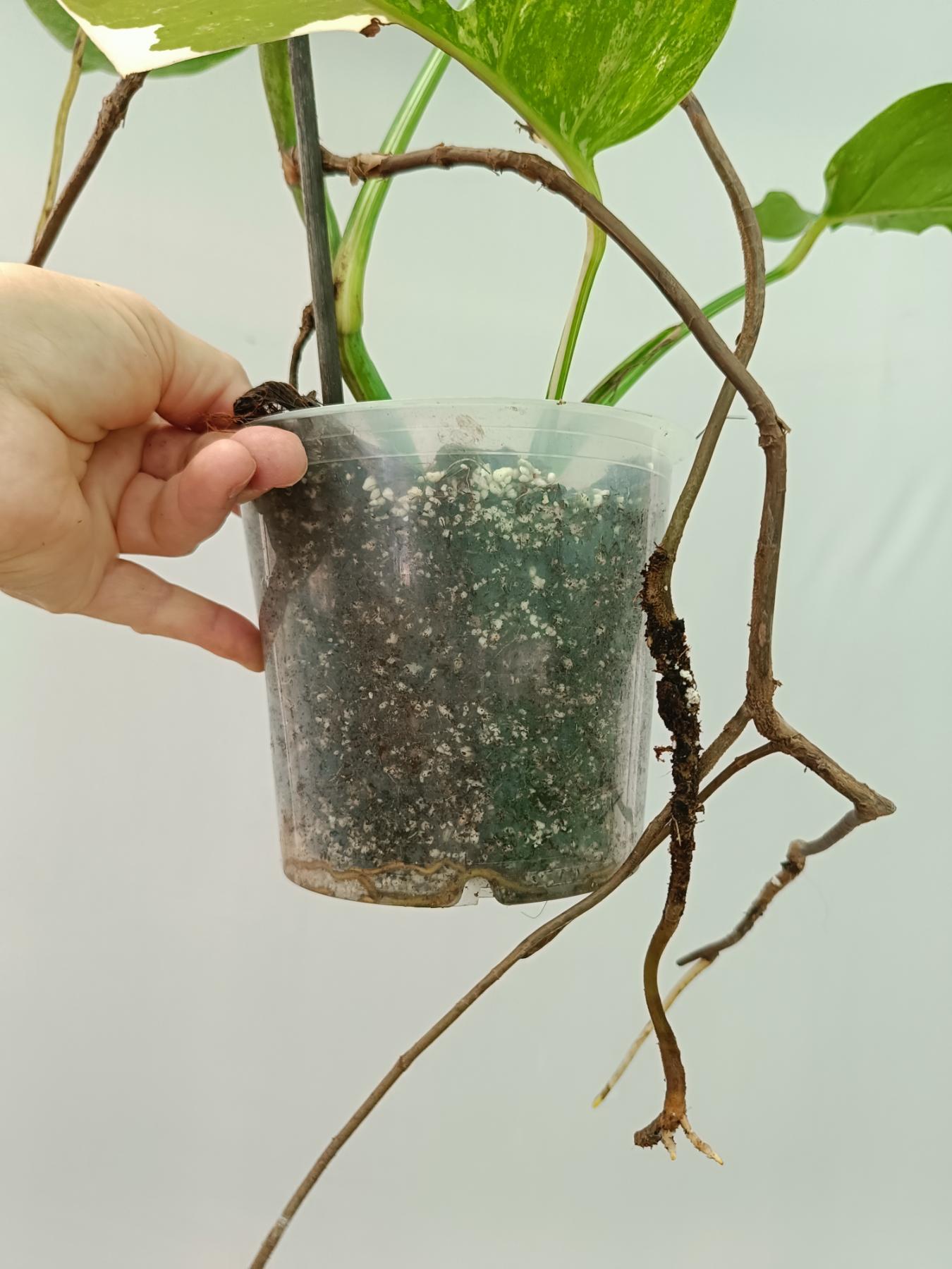 Monstera Albo Variegata