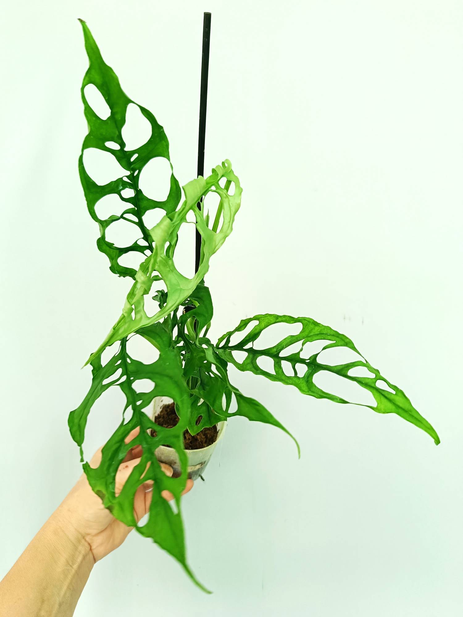 peruvian monsters Monstera Obliqua 'Peru'