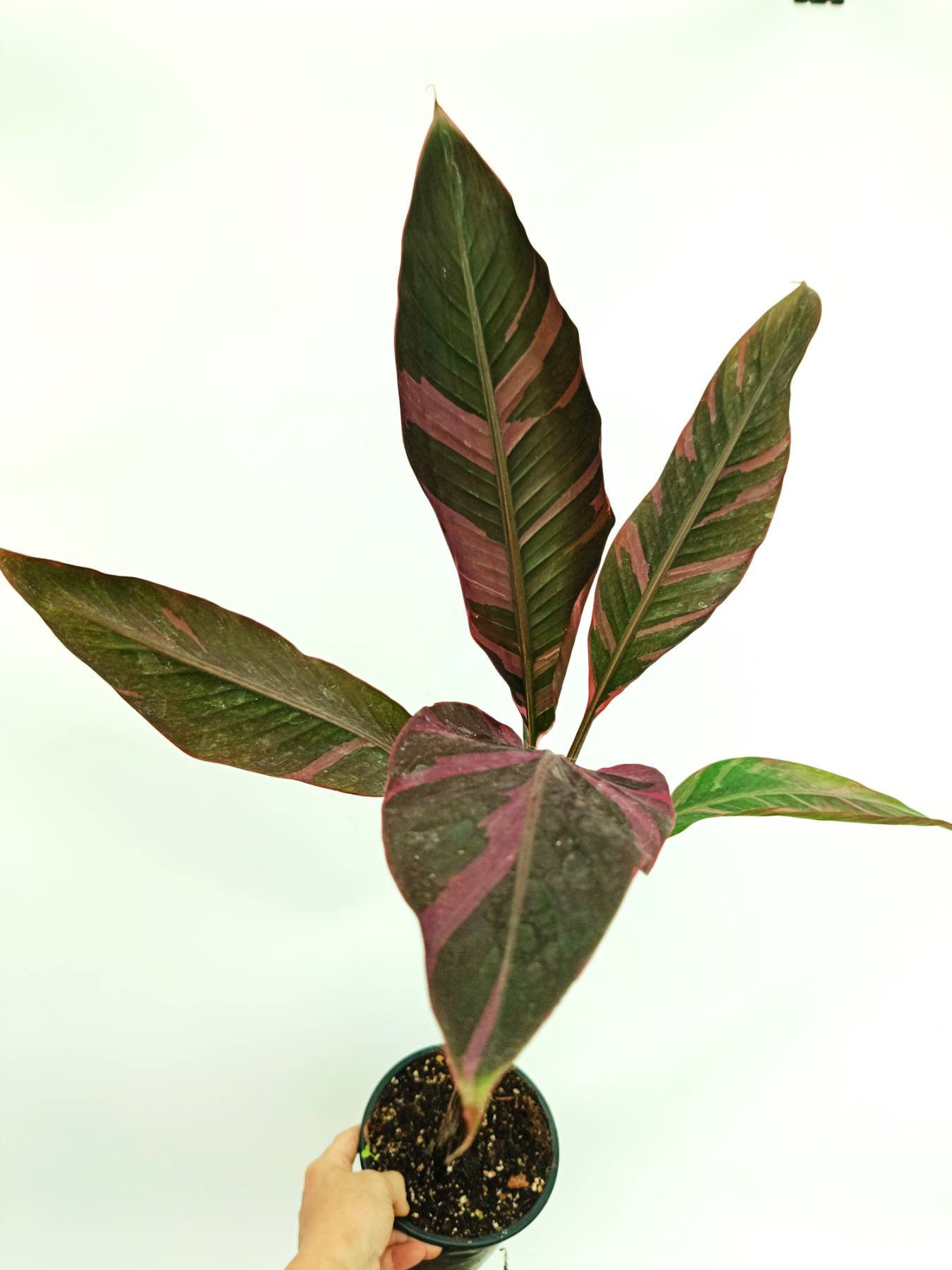 Musa banana nono variegata