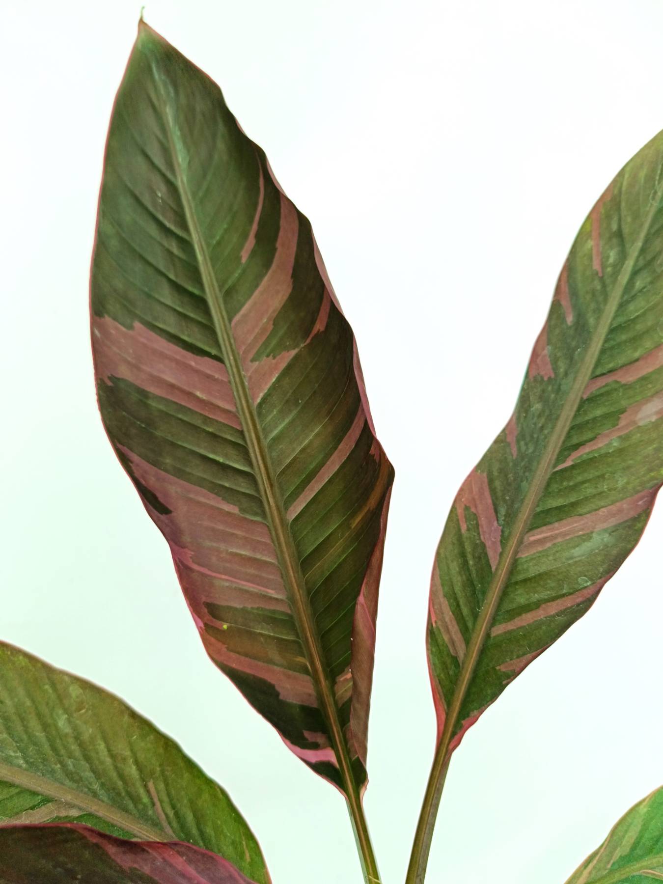 Musa banana nono variegata