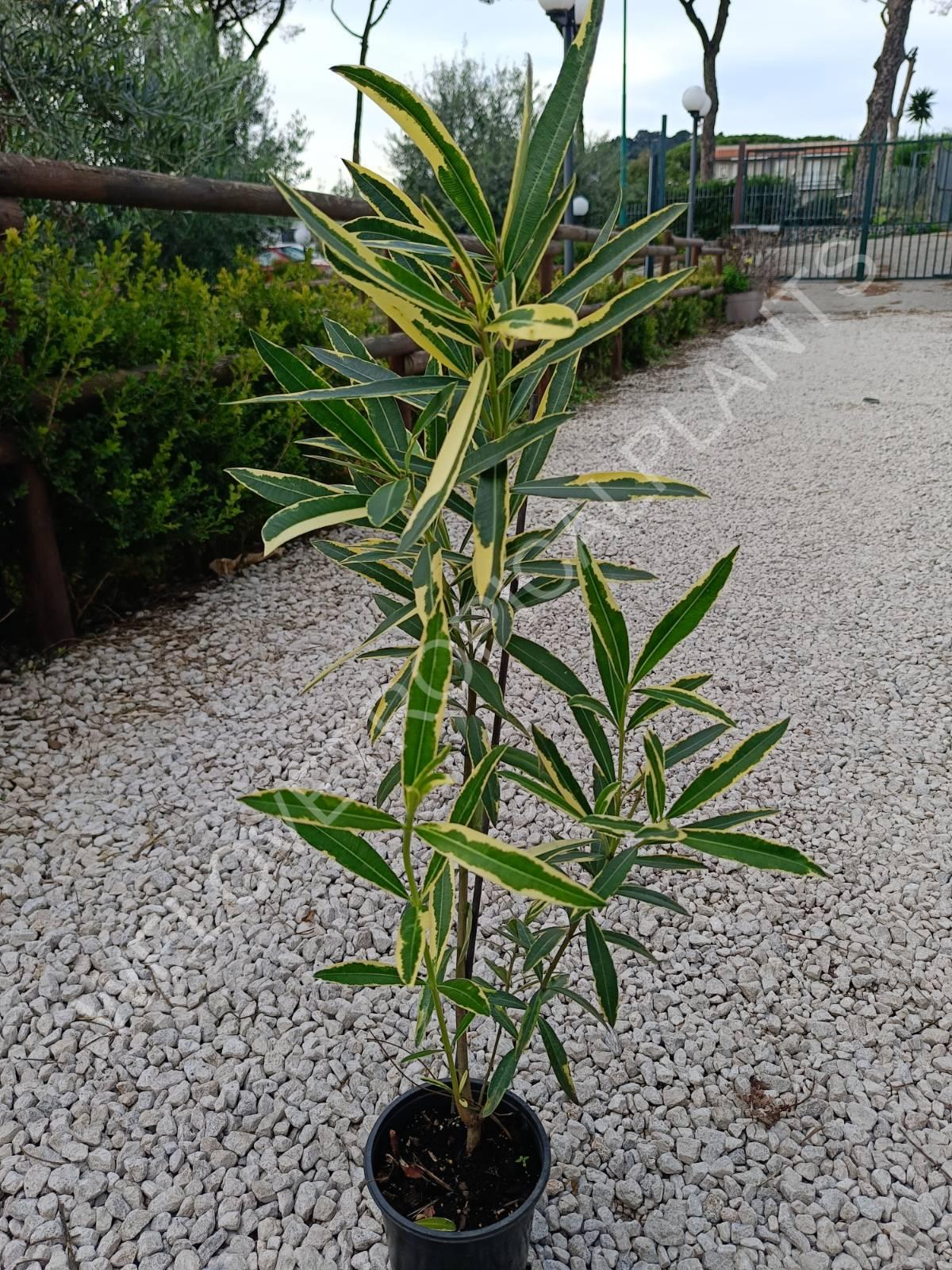 Oleander variegata