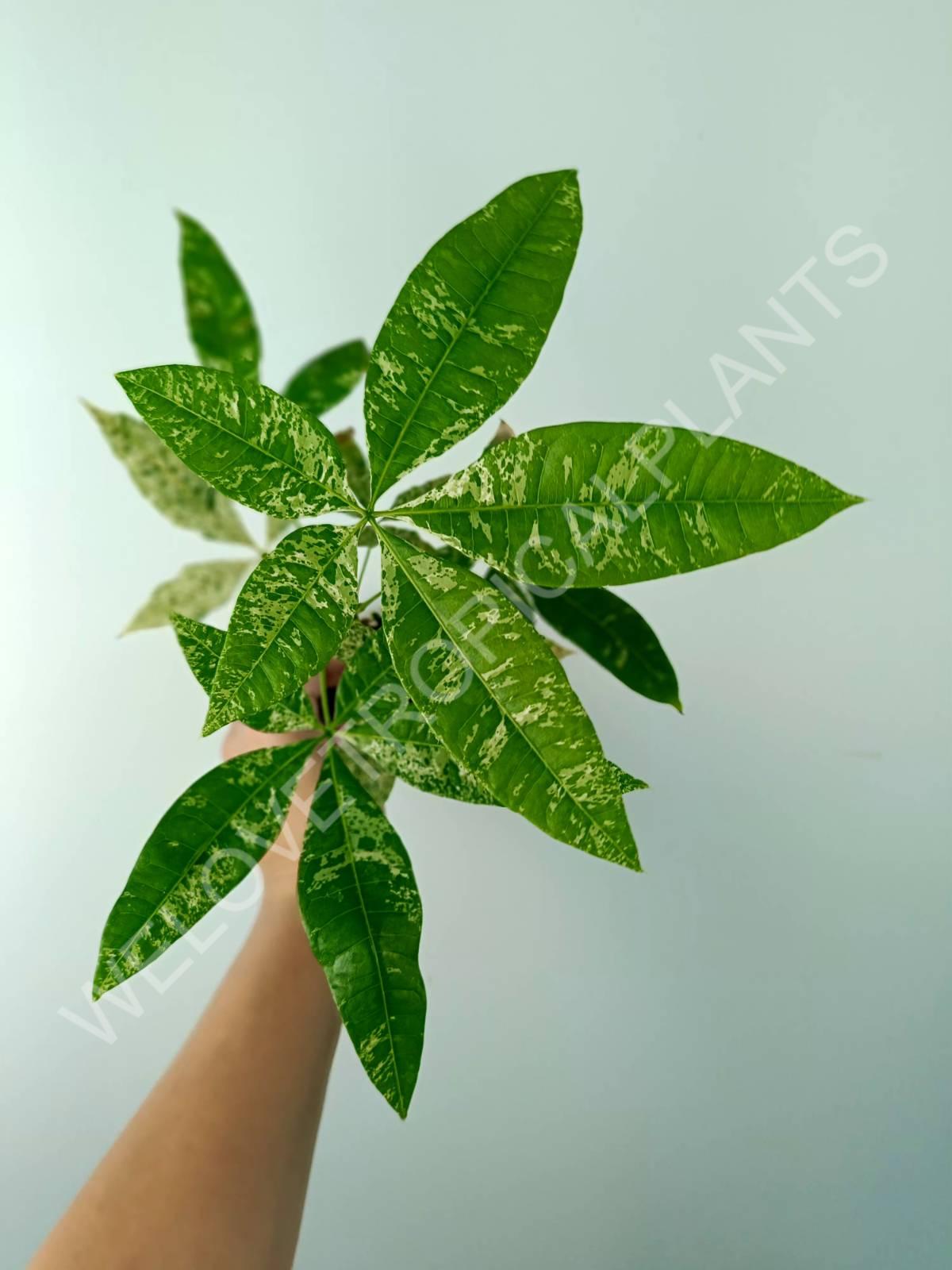 Pachira glabra milky way variegata