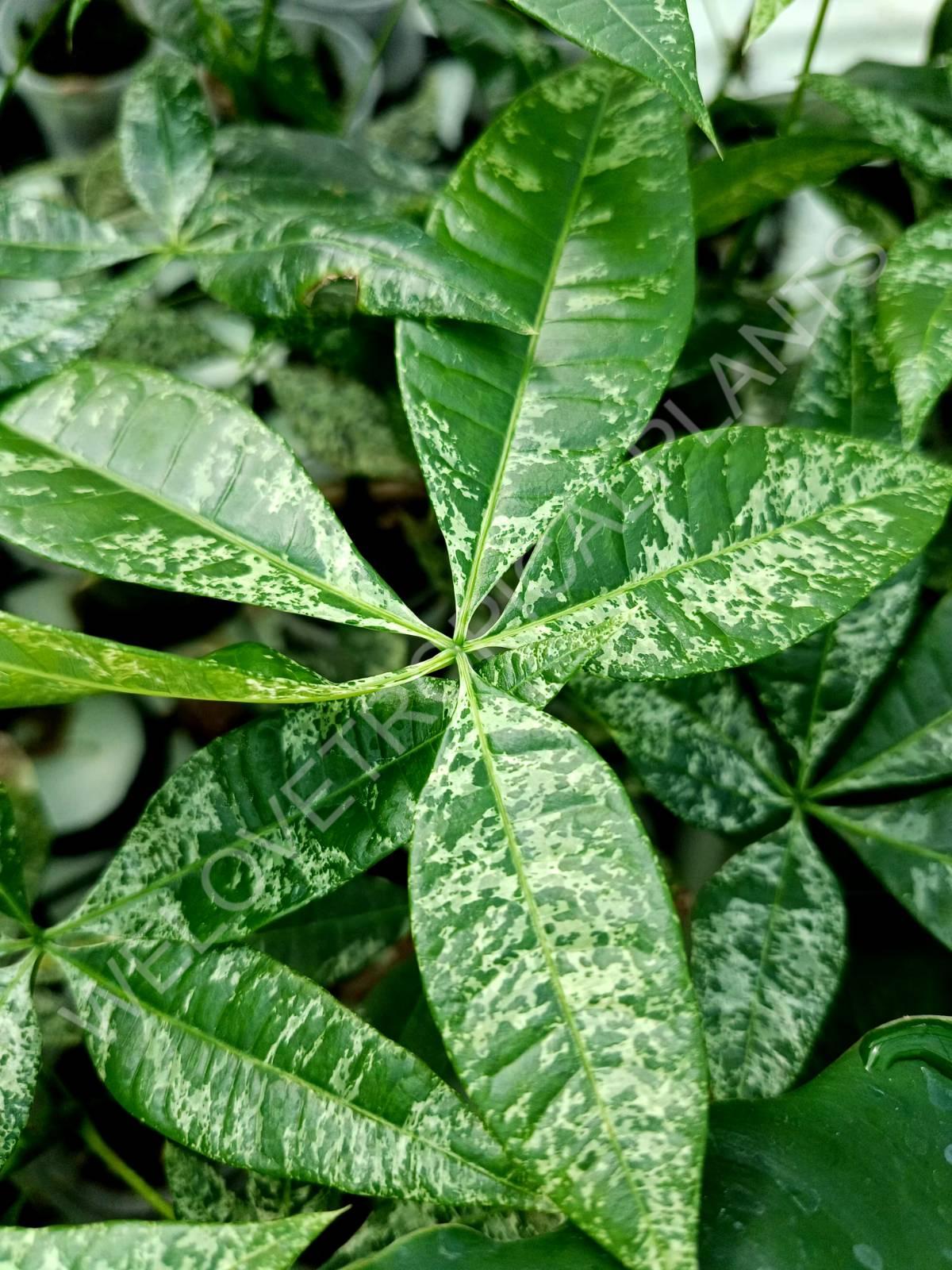 Pachira glabra milky way variegata
