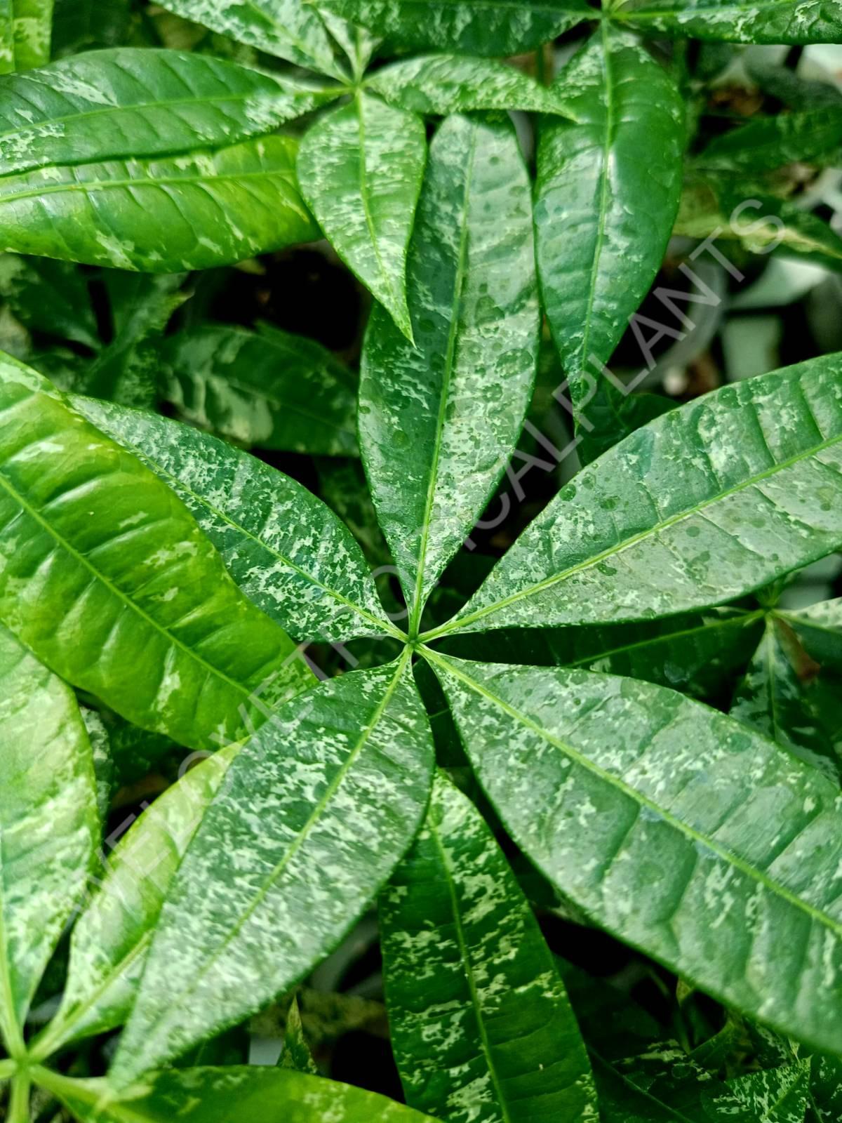 Pachira glabra milky way variegata