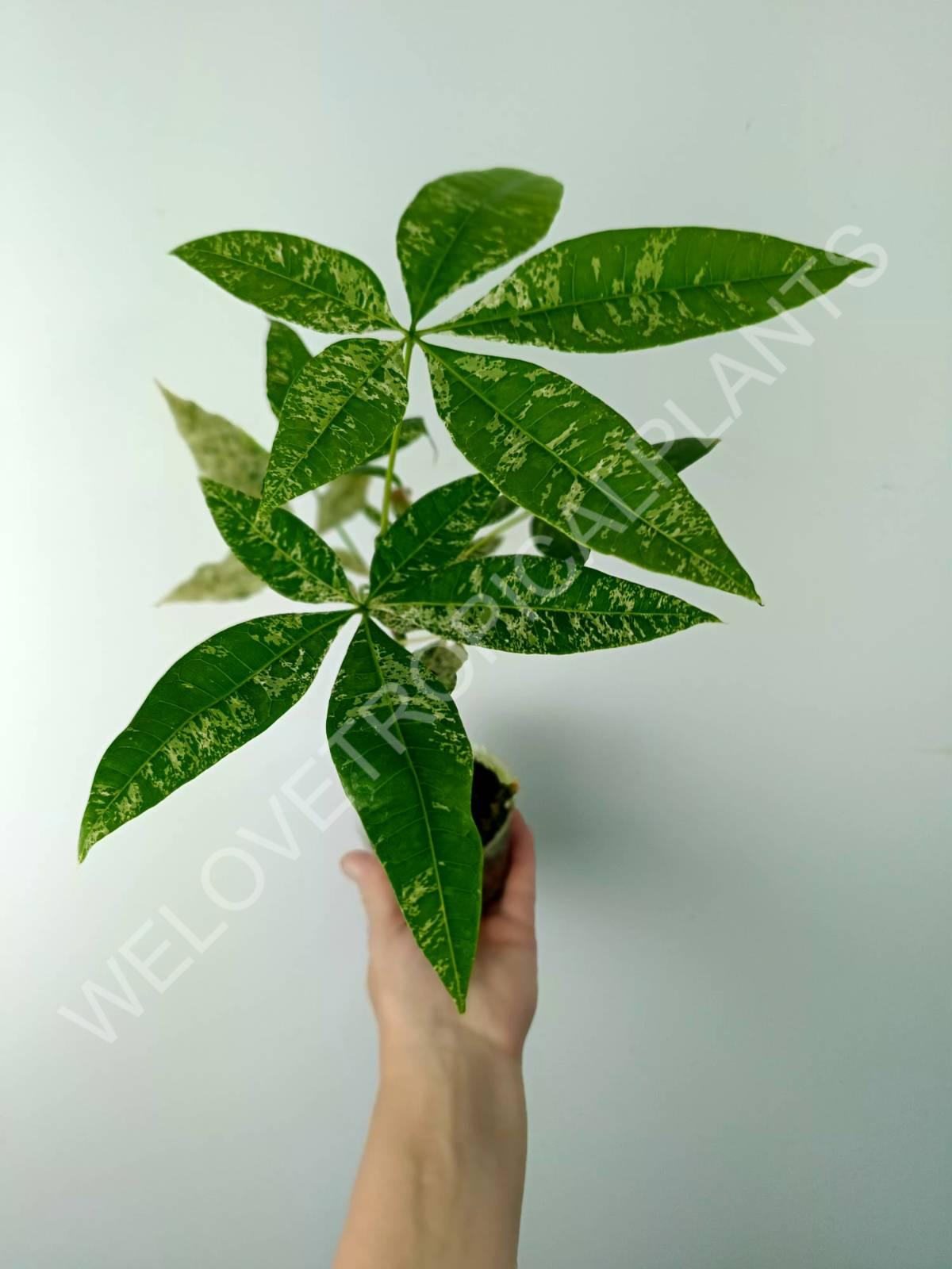 Pachira glabra milky way variegata