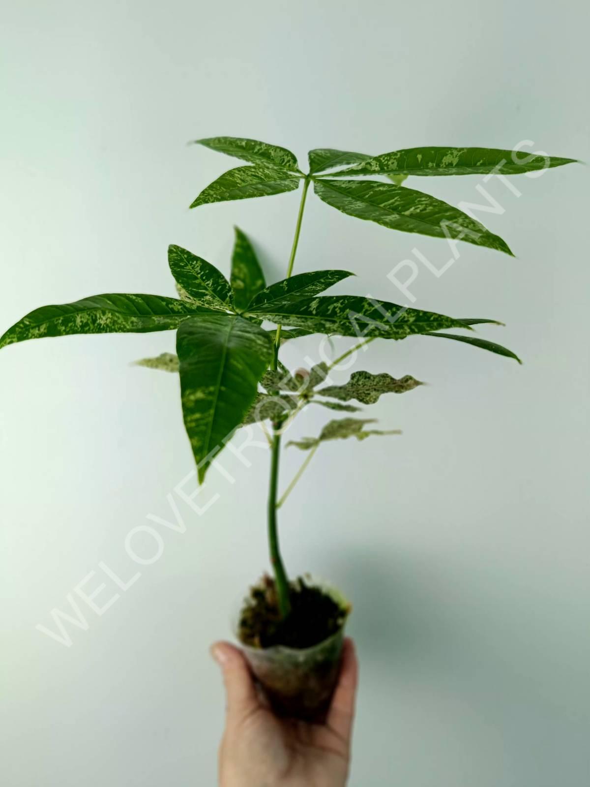 Pachira glabra milky way variegata