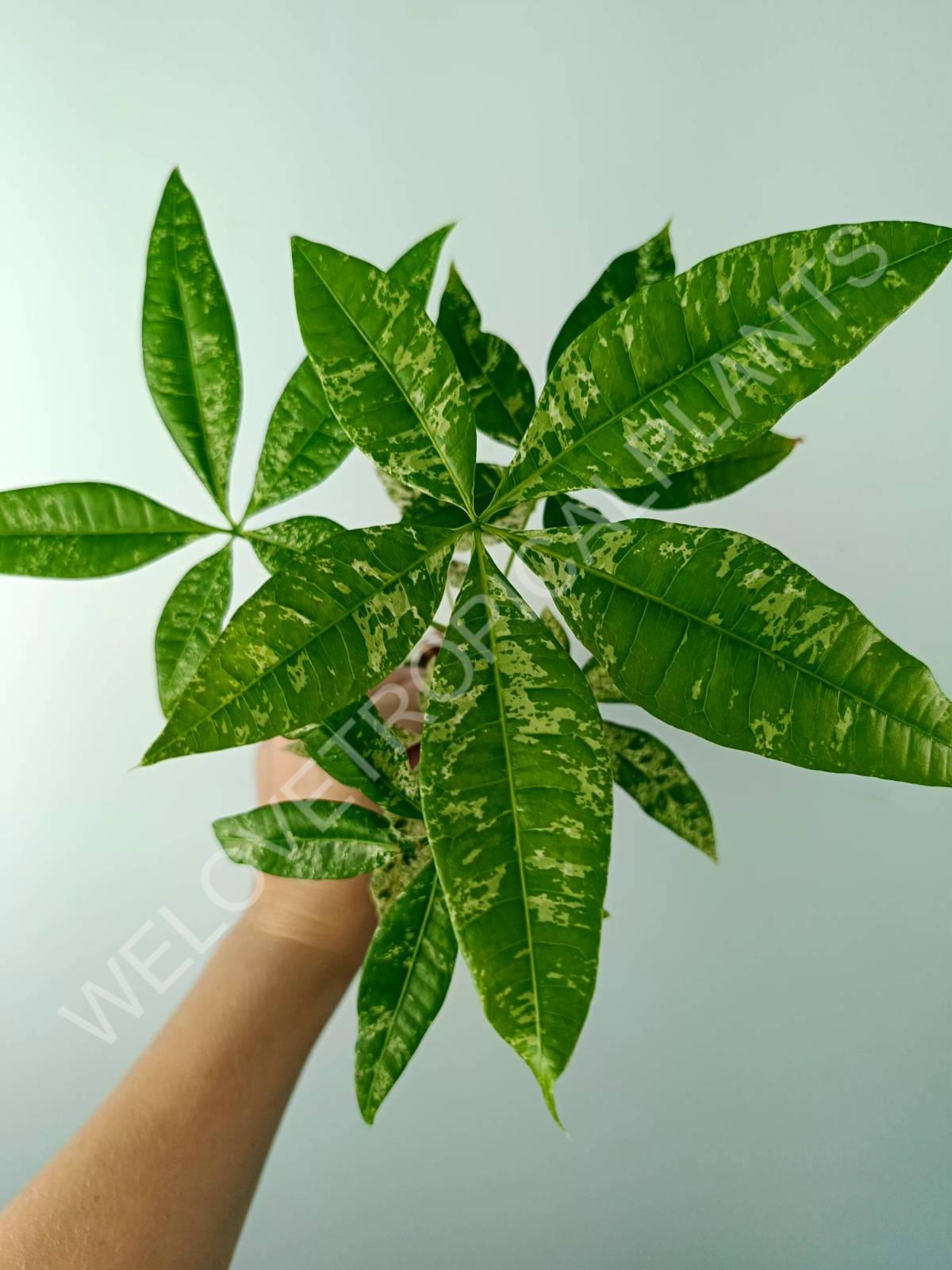 Pachira glabra milky way variegata