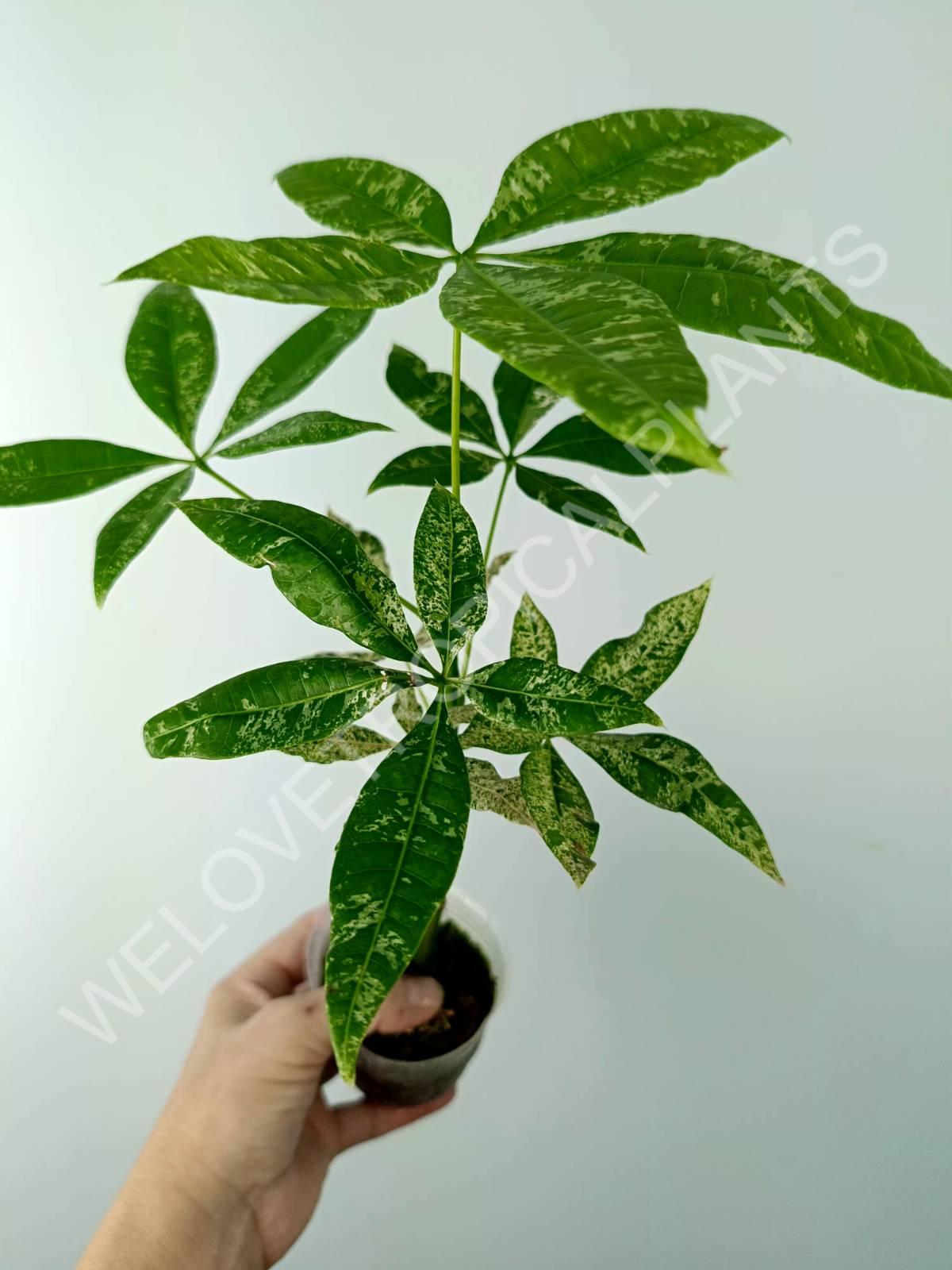 Pachira glabra milky way variegata