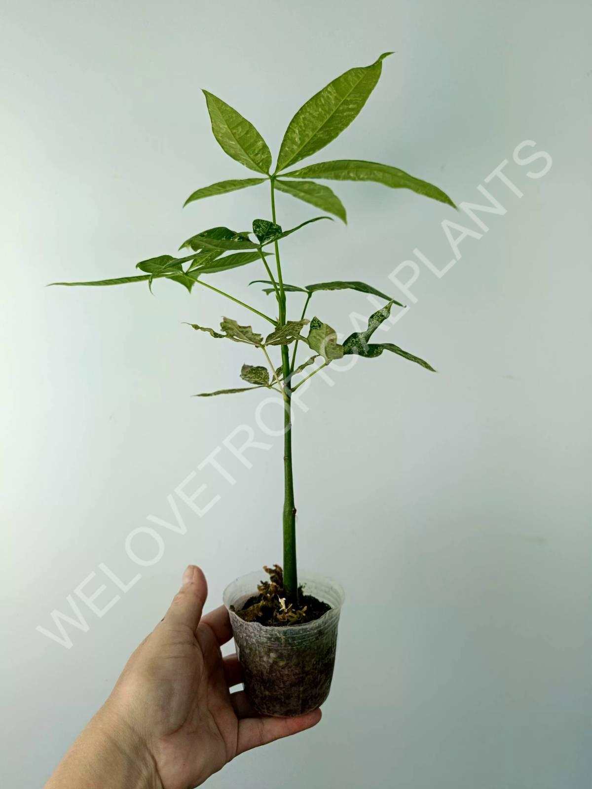 Pachira glabra milky way variegata