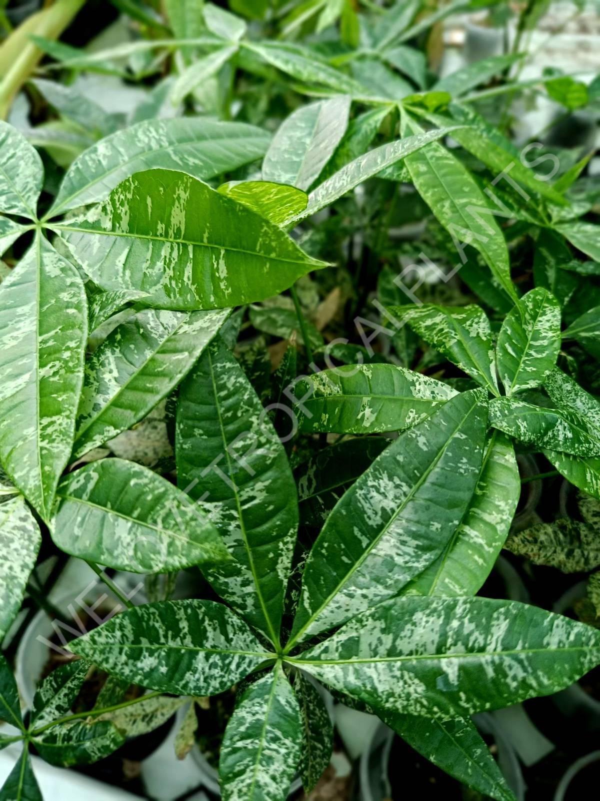 Pachira glabra milky way variegata