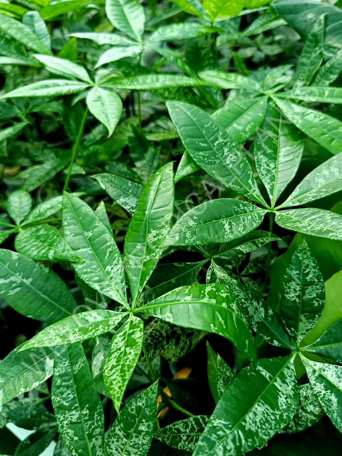 Pachira glabra milky way variegata