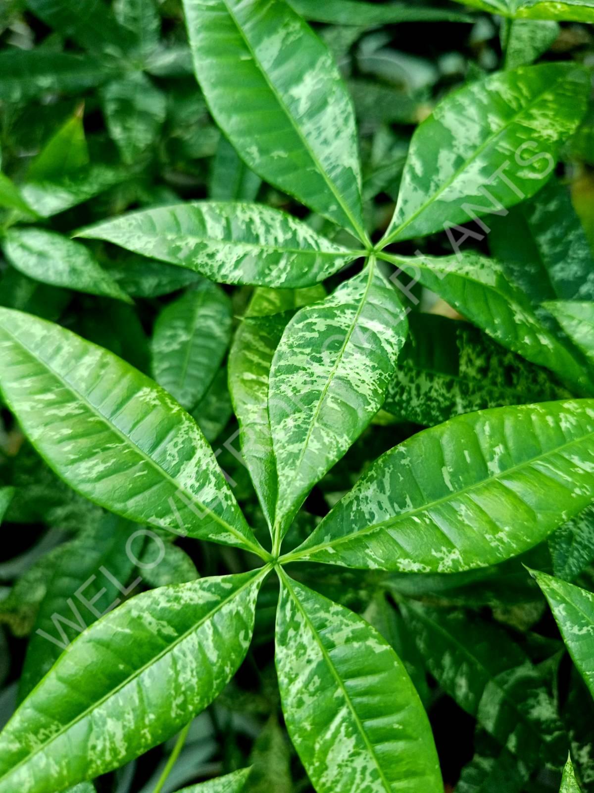 Pachira glabra milky way variegata