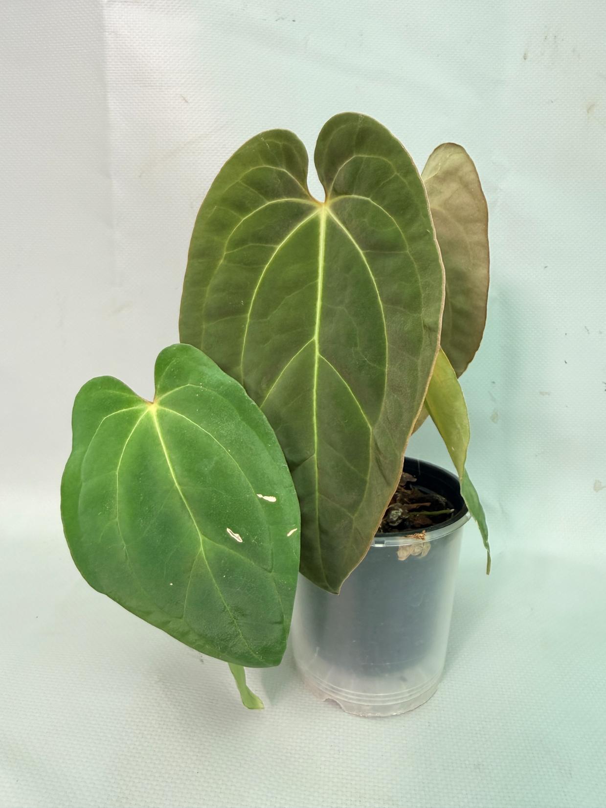 Anthurium Papillilaminum x Magnificum | Welovetropicalplants