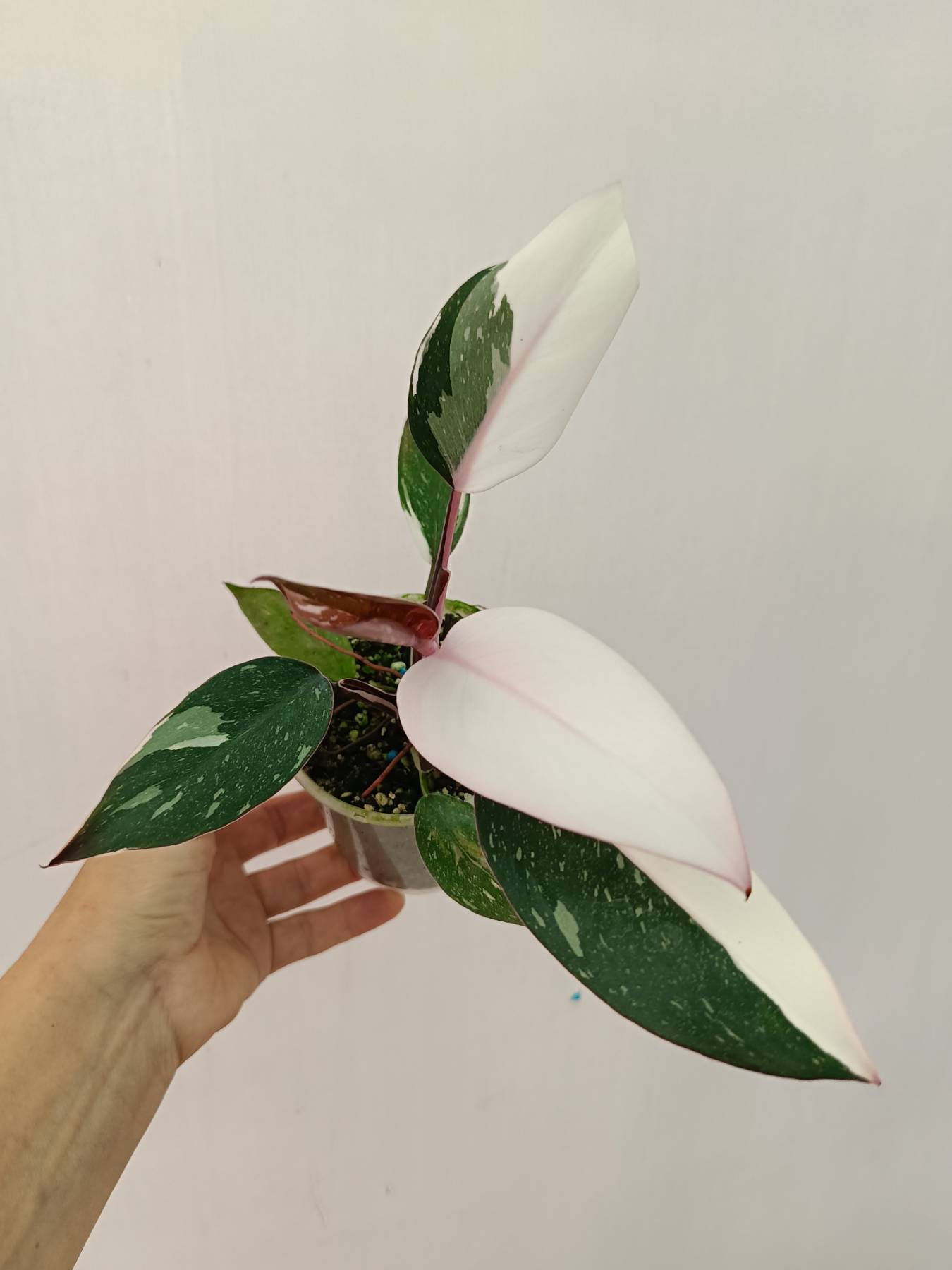 Philodendron Red Anderson Variegata