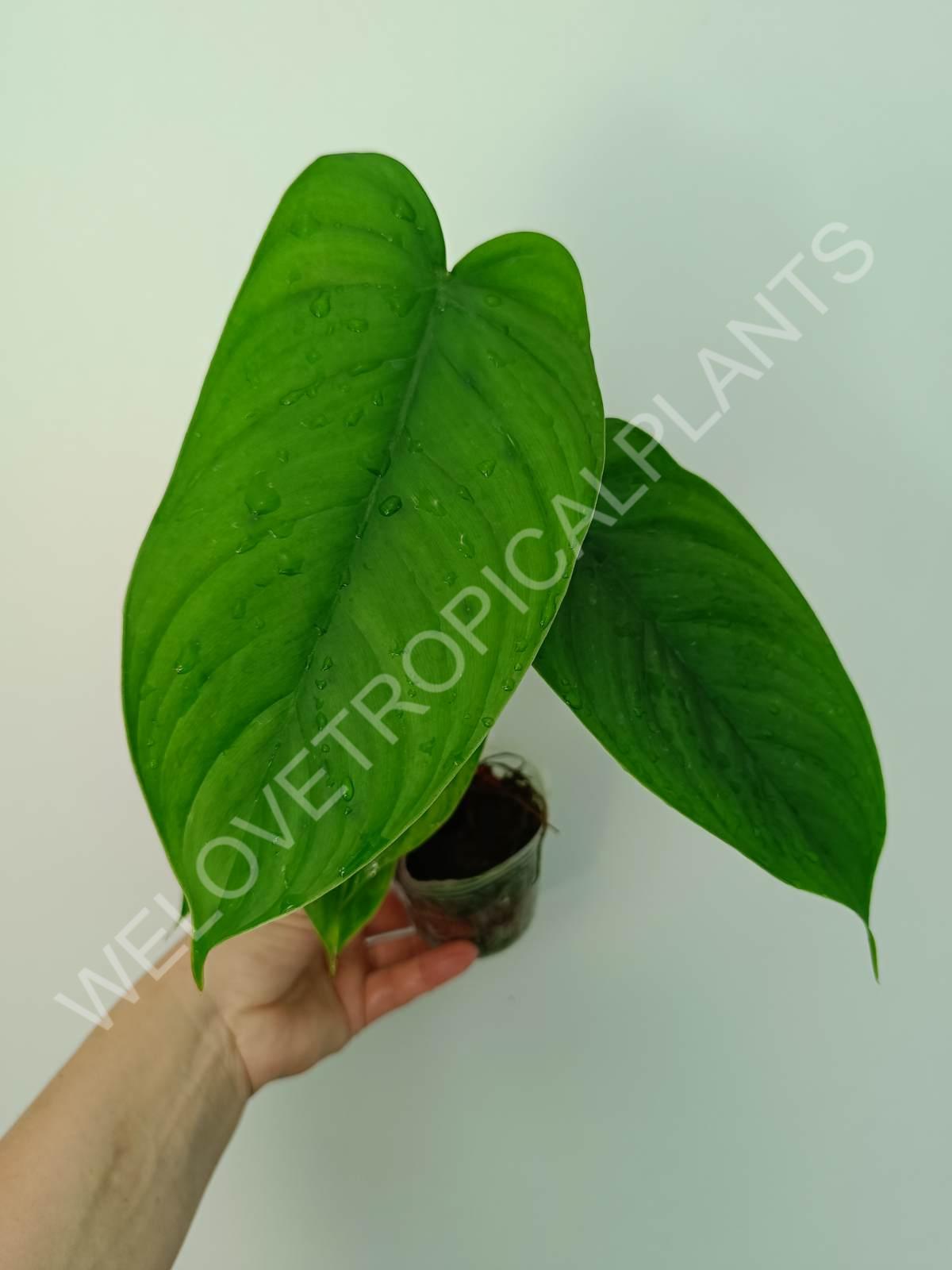 philodendron tenue for sale Philodendron tenue FOR FREE