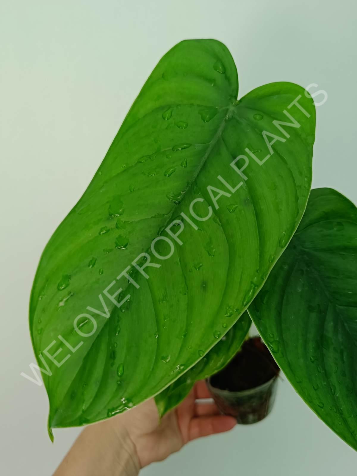 Philodendron tenue