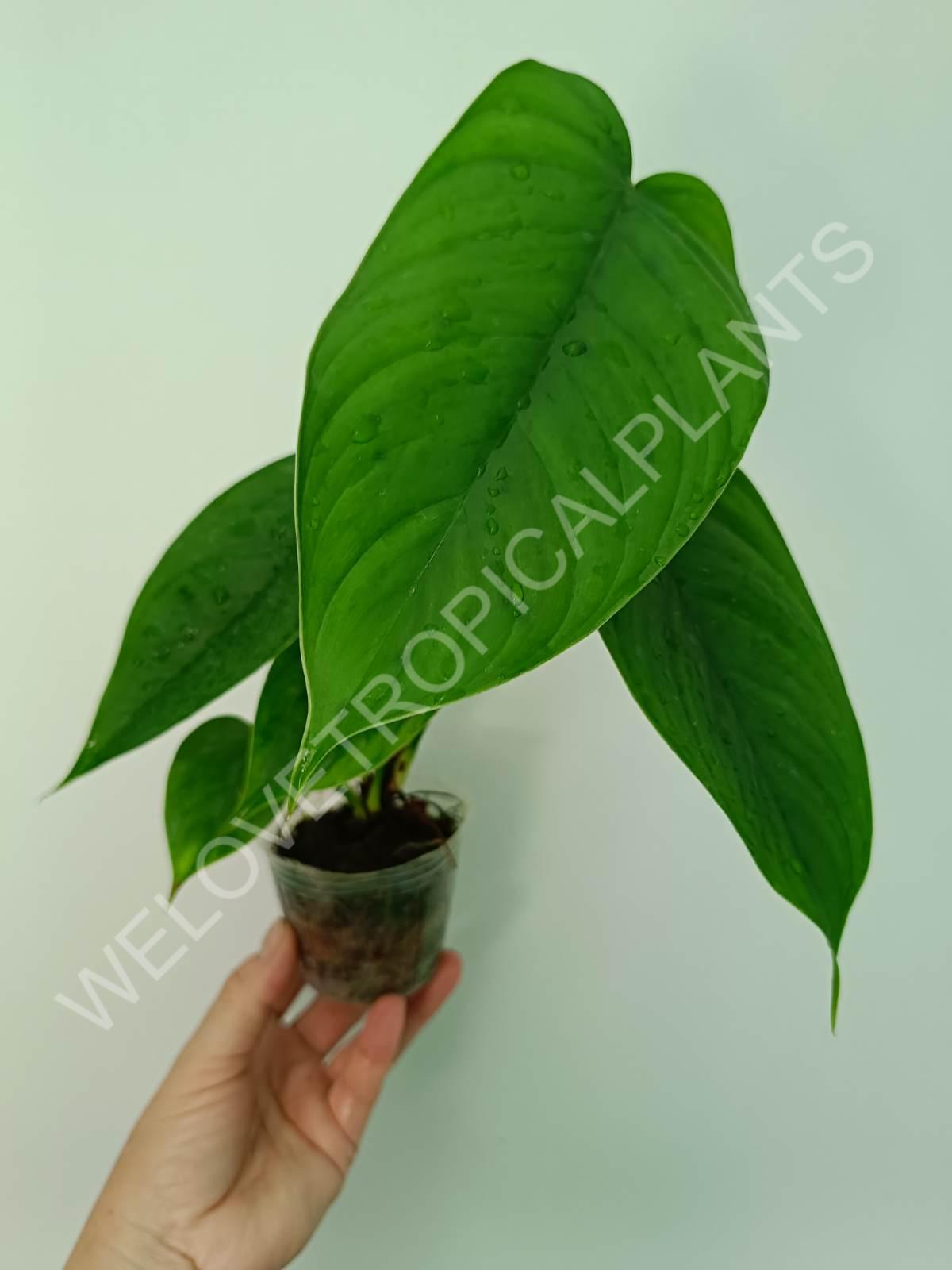 Philodendron tenue
