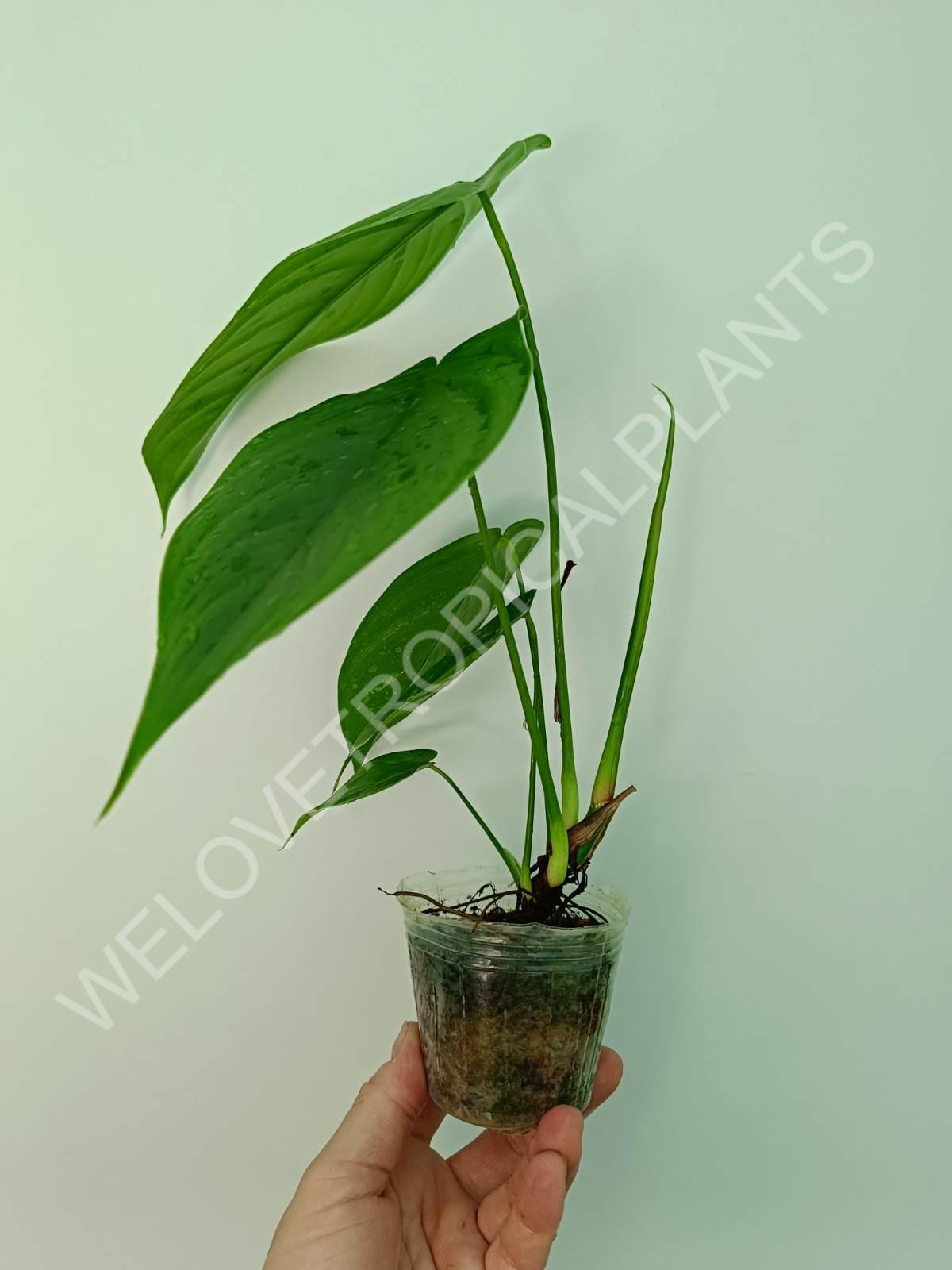 Philodendron tenue