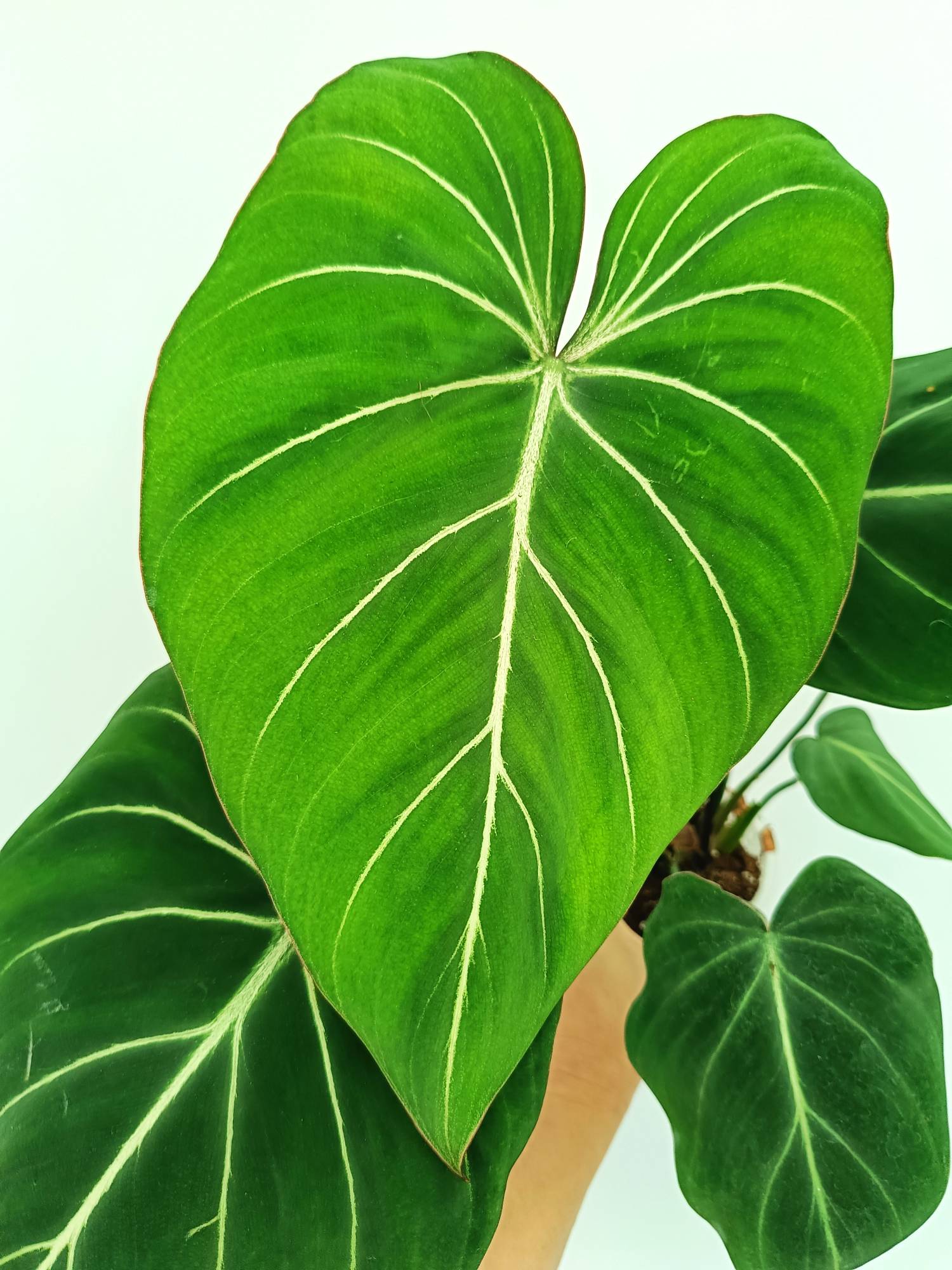 dark green philodendron Philodendron Gloriosum Dark Form (young plant)