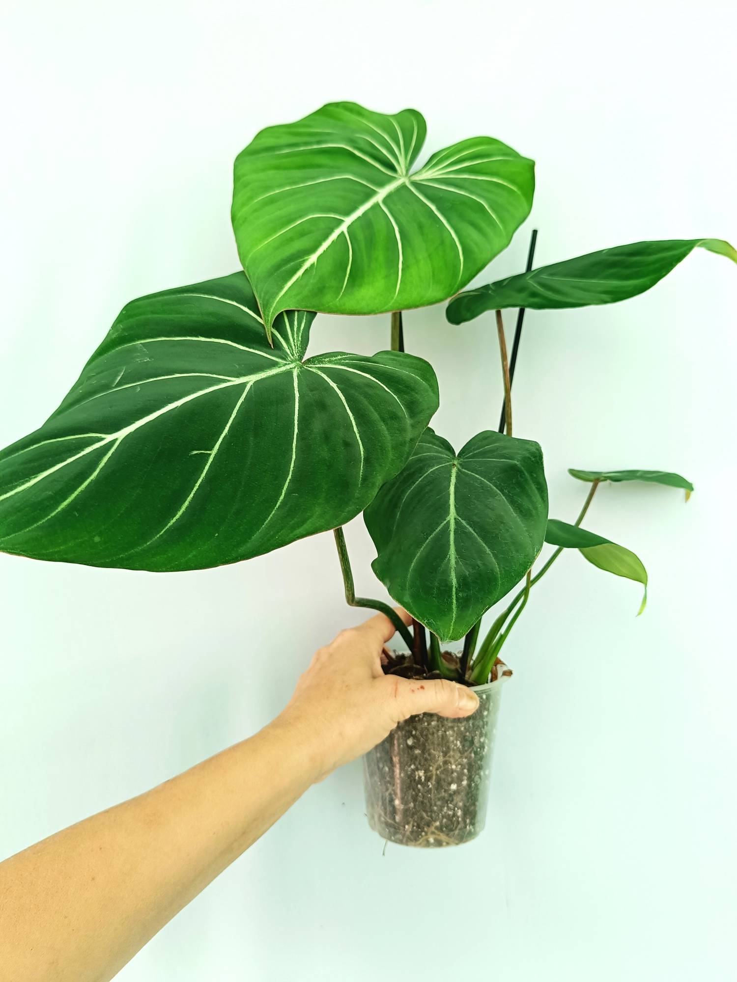 Philodendron Gloriosum Dark Form