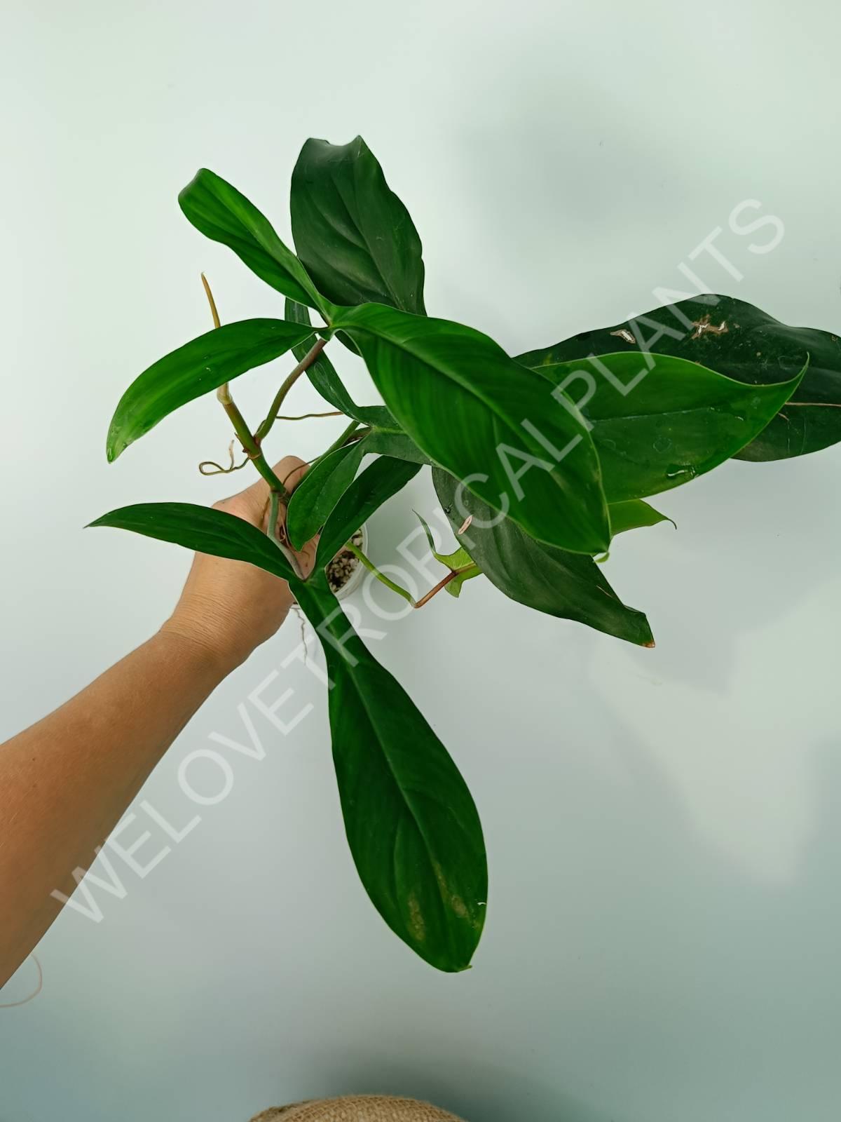 ableger philodendron Philodendron big ears "Bette waterbury" 69686 (young plant)