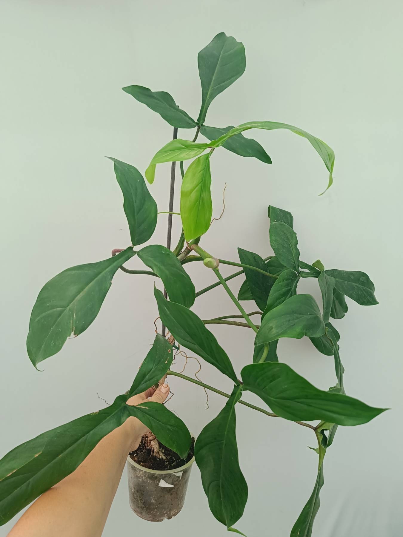 philodendron 69686 for sale Philodendron 69686 XL