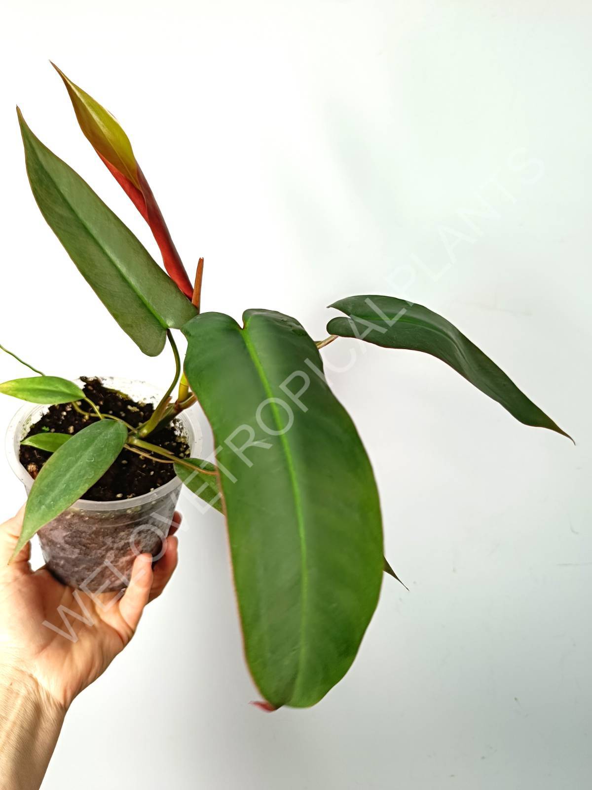 Philodendron atabapoense