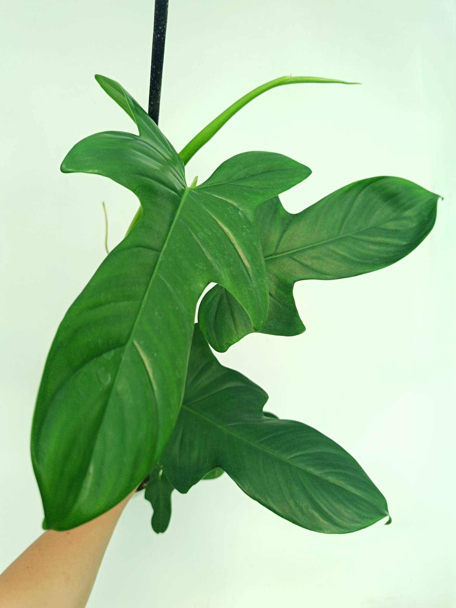 Philodendron bipennifolium