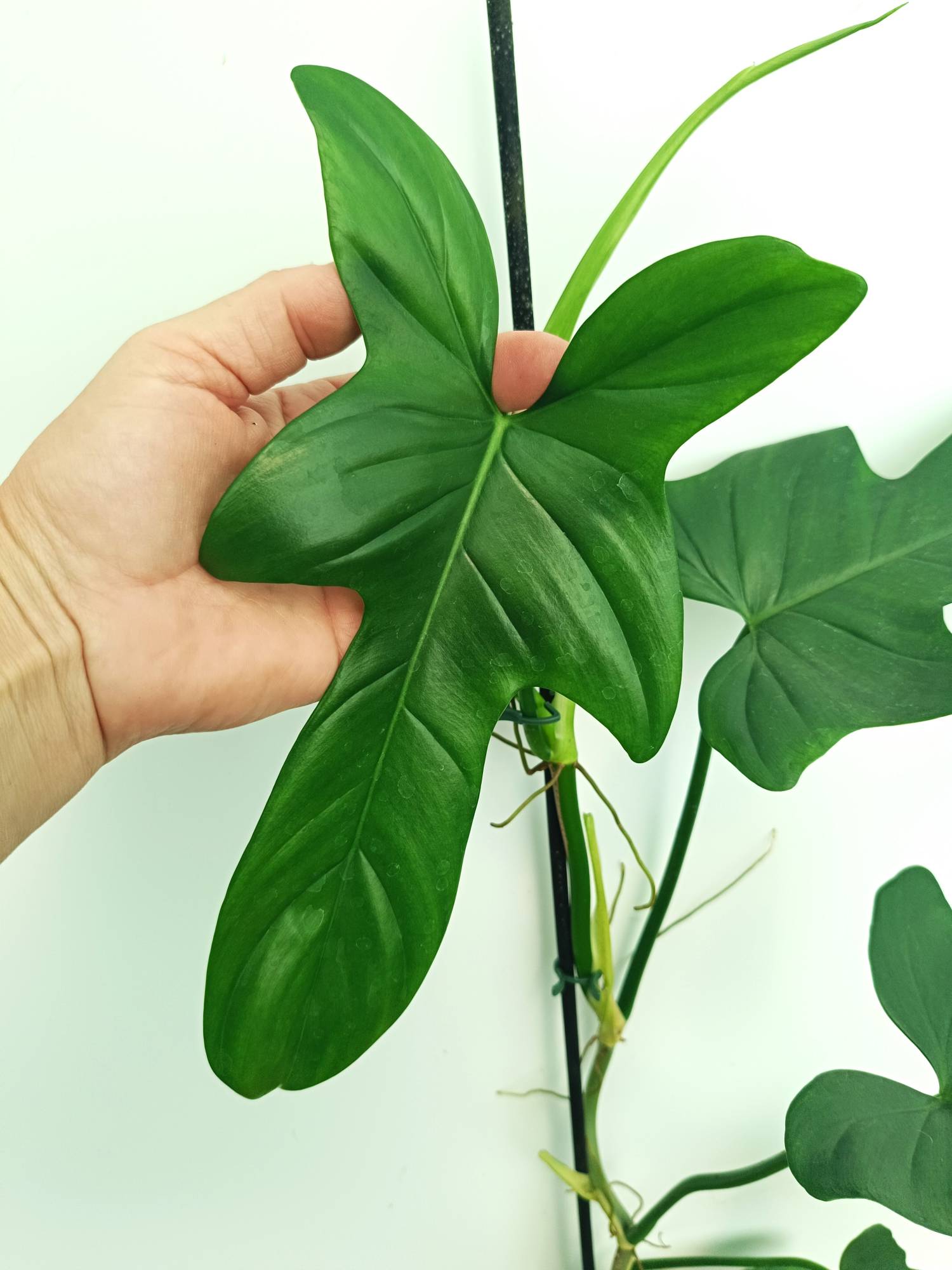 philodendron english name Philodendron Bipennifolium