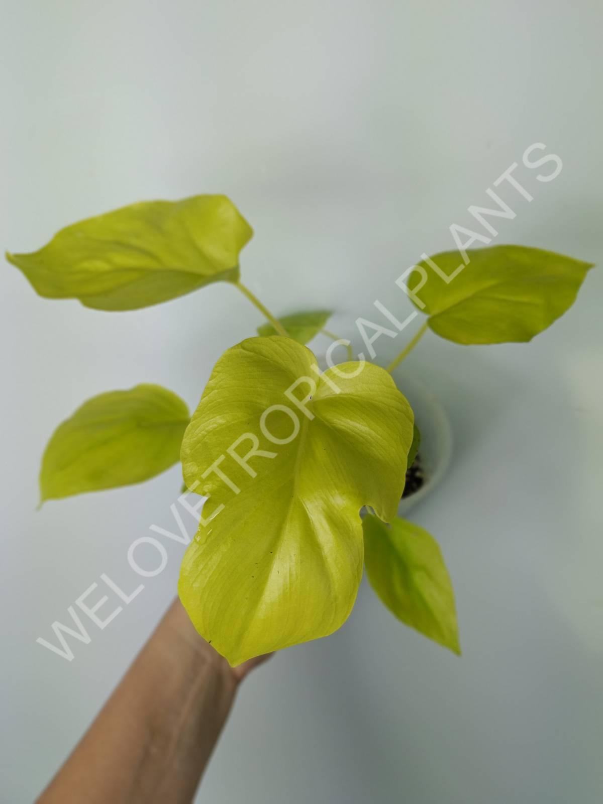 philodendron feuille jaune Buy Philodendron bipinnatifidum gold