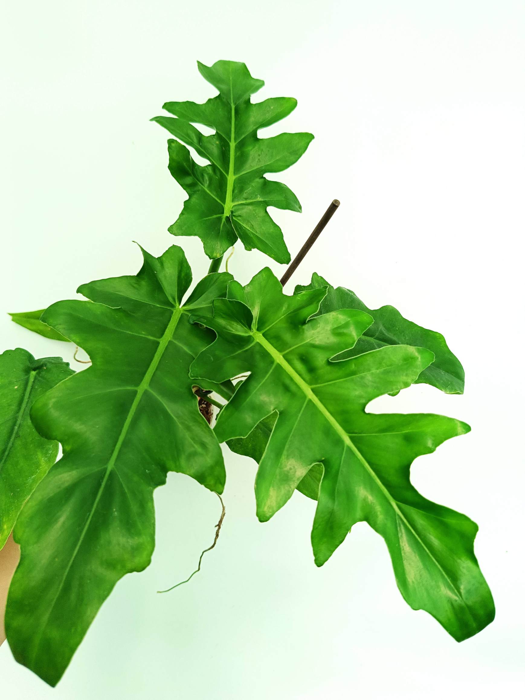 Philodendron bob cee