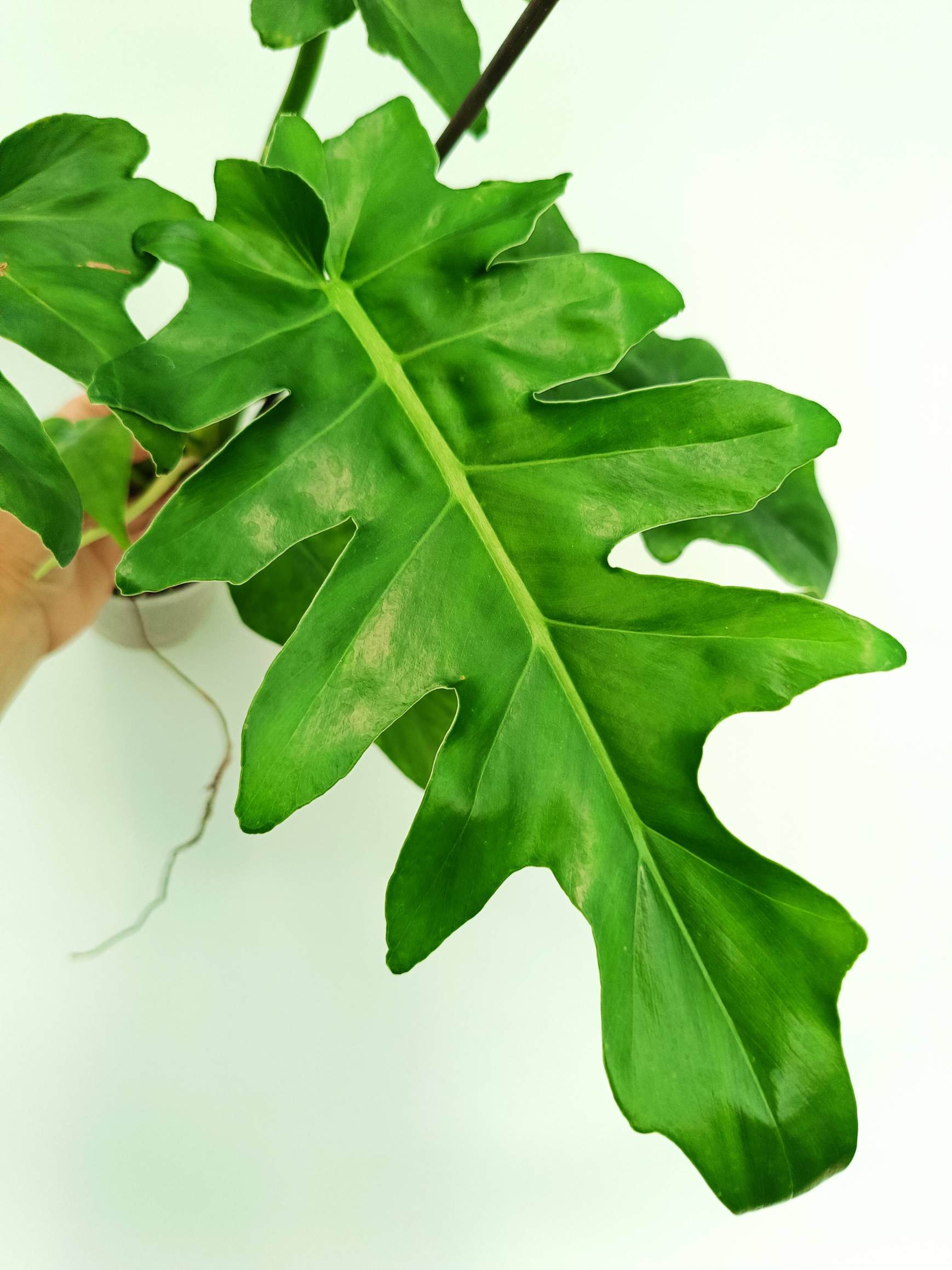 ceecee plant Philodendron Bob Cee