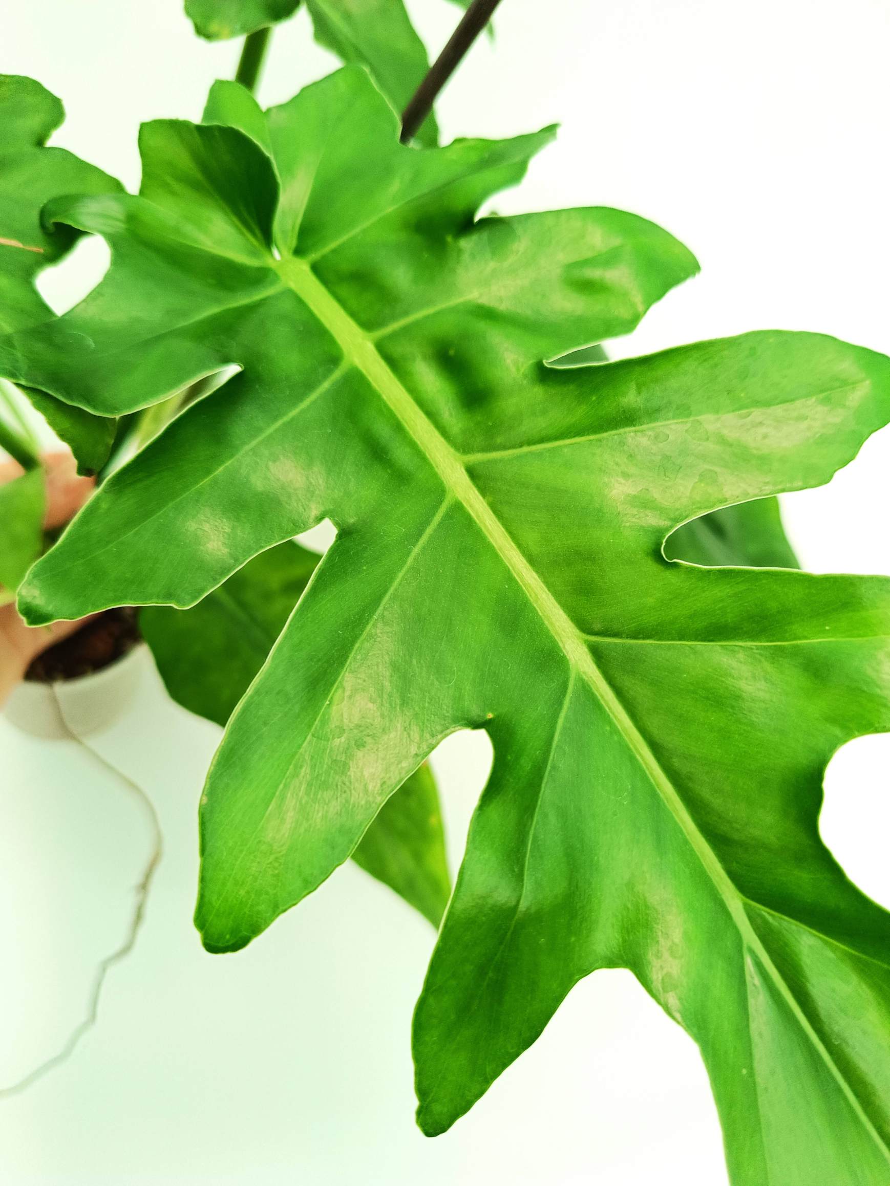 Philodendron bob cee