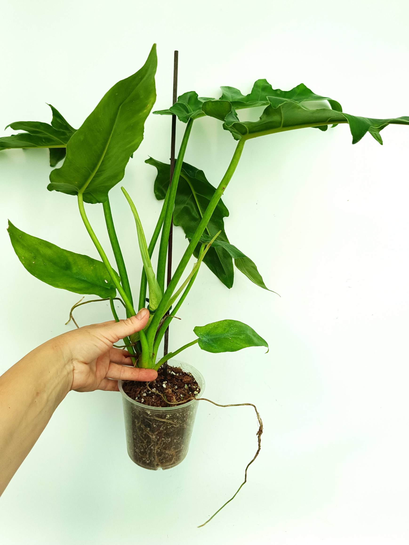 Philodendron bob cee