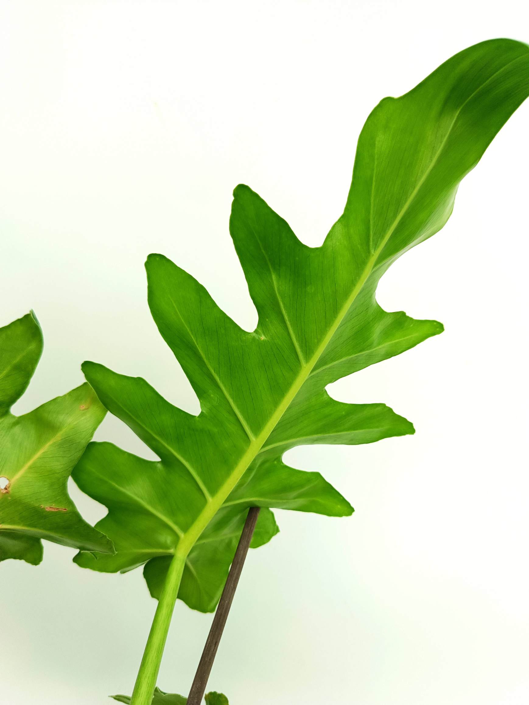 Philodendron bob cee