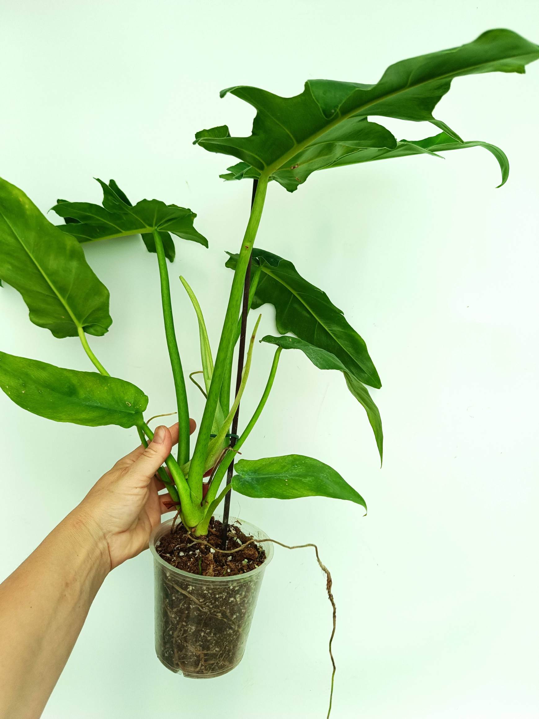 Philodendron bob cee