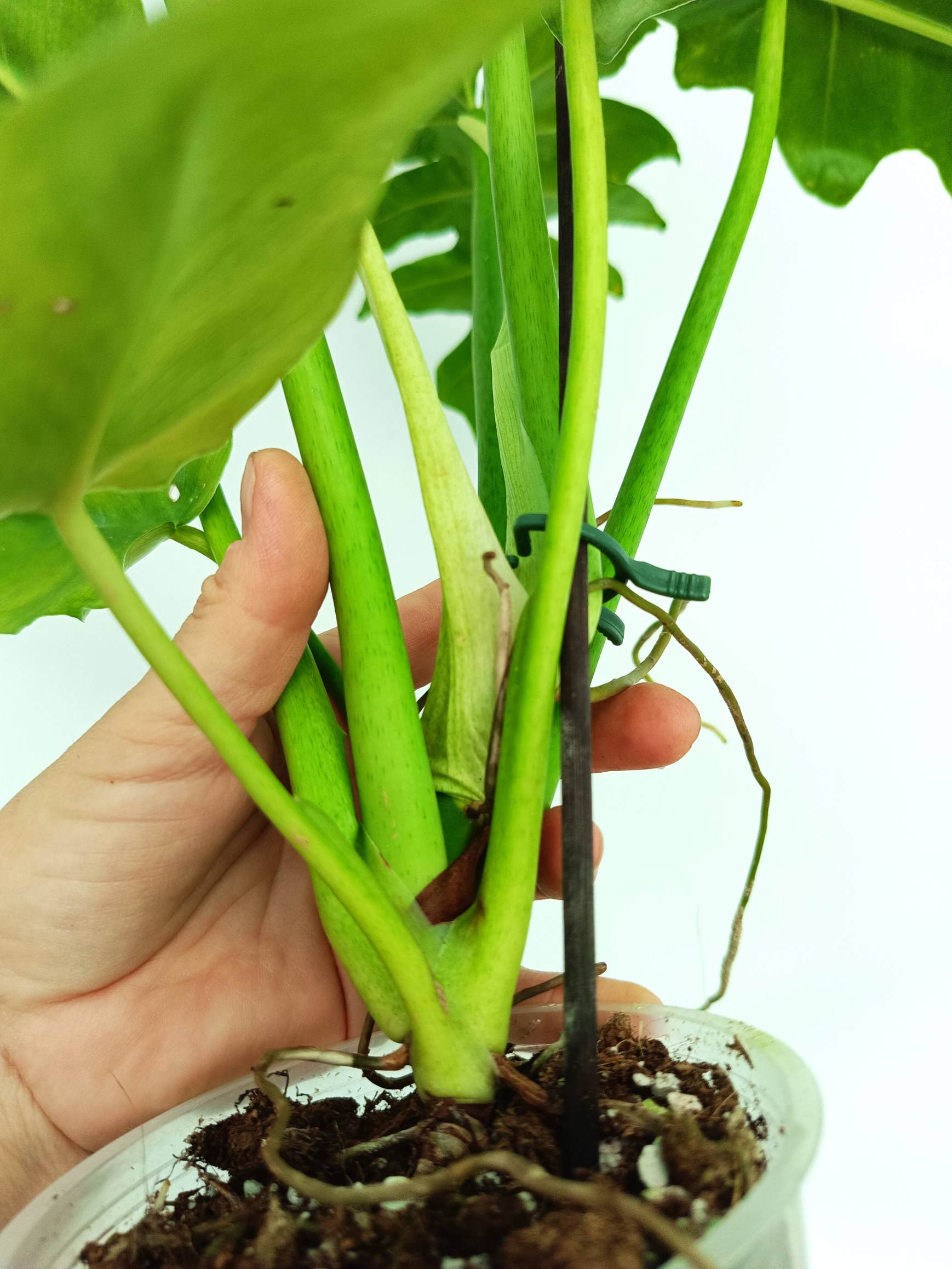 Philodendron bob cee