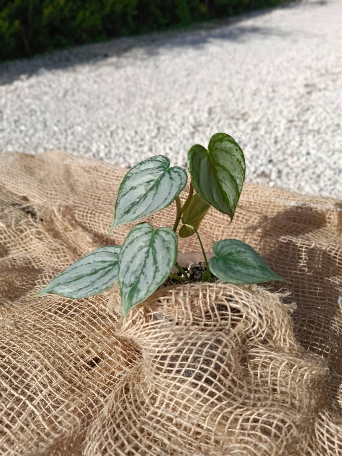 philodendron brandtianum Philodendron brandtianum for FREE