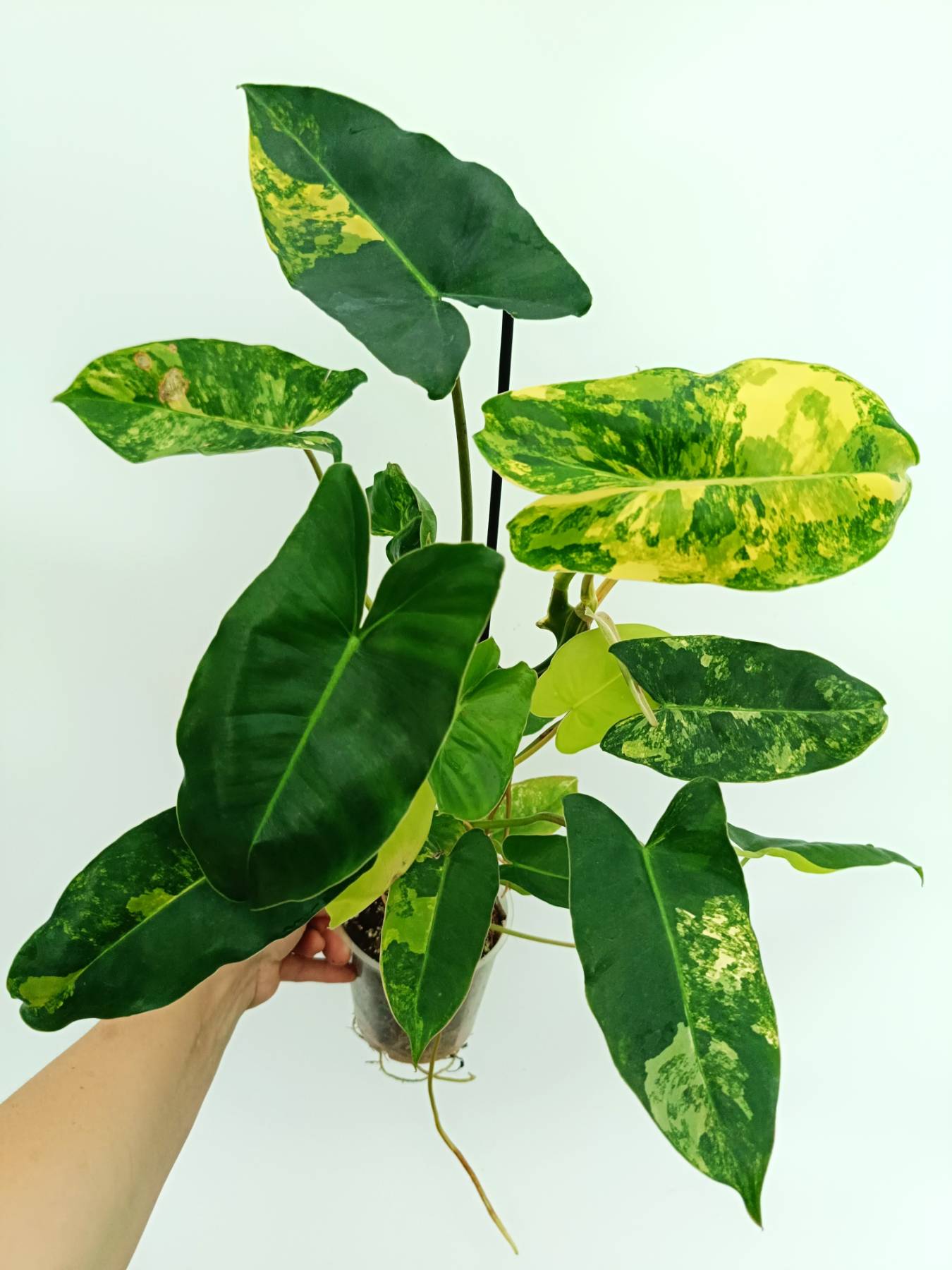 philodendron burle marx nome popular Philodendron burle marx variegata