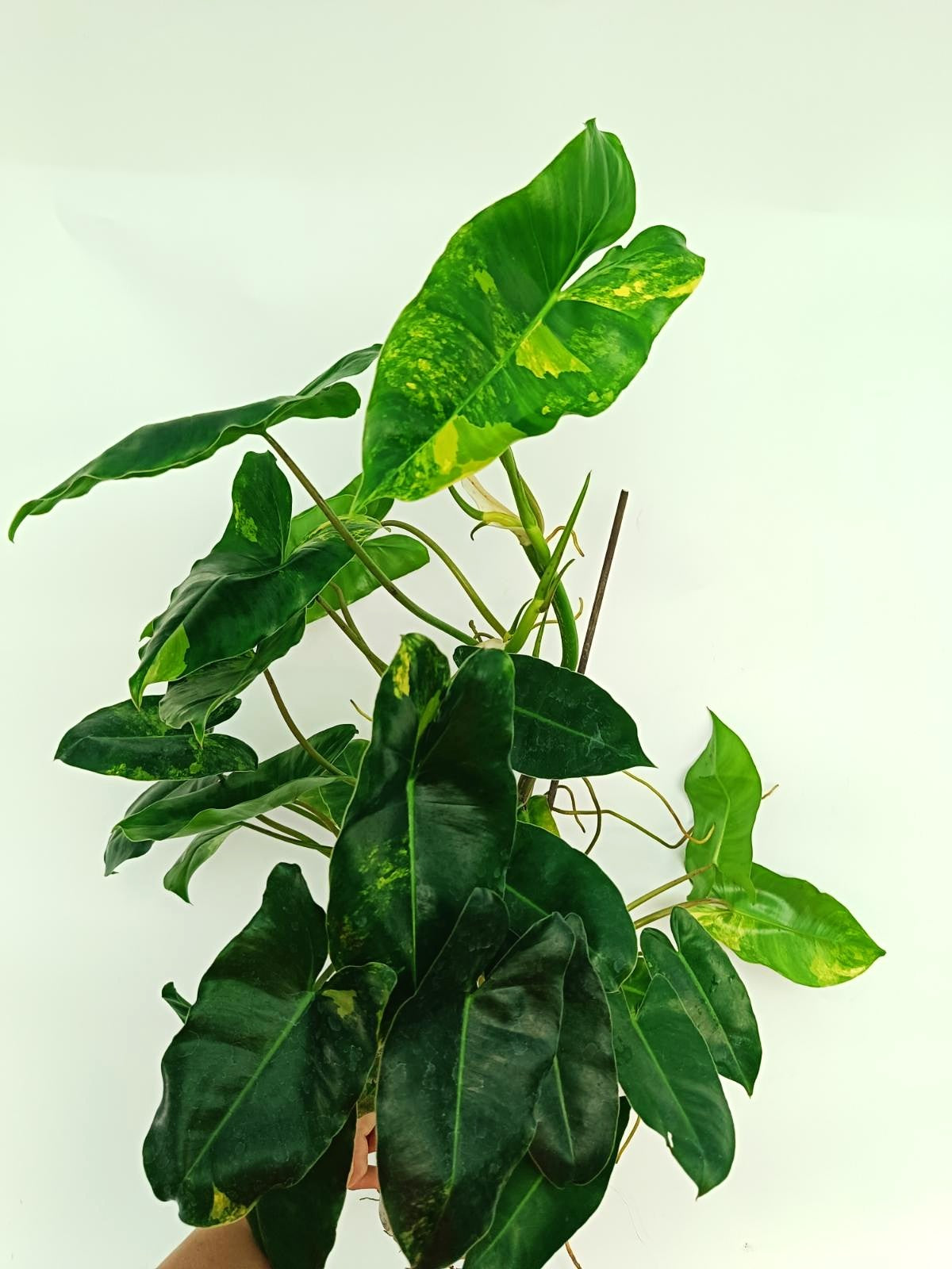 Philodendron Burle Marx Variegata