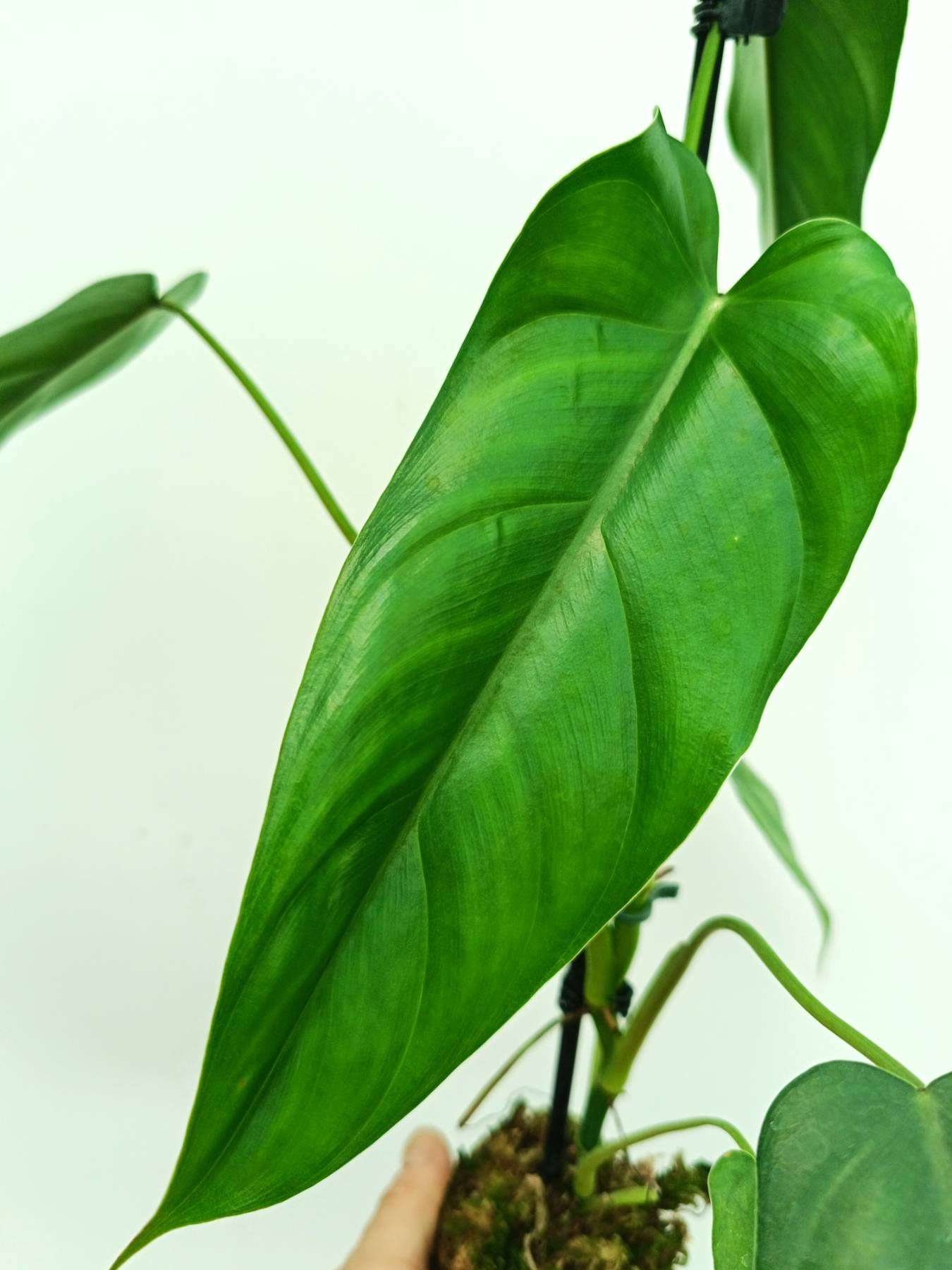 philodendron dodsonii Philodendron dolichogynium (young plant)