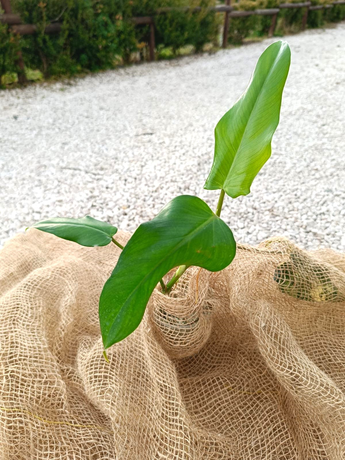 Philodendron domesticum GRATUITO