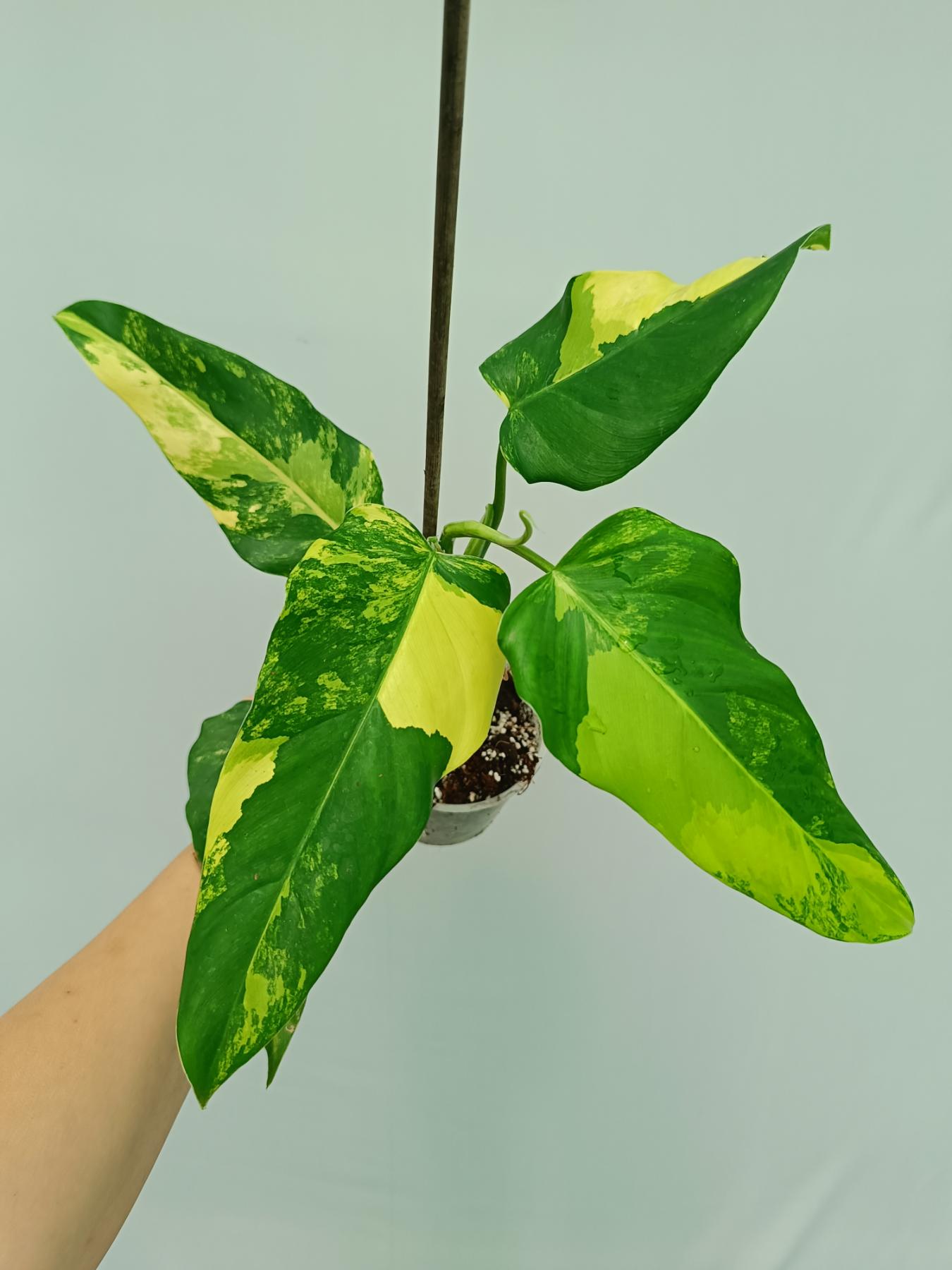 philodendron domesticum variegata care Philodendron Domesticum Variegata